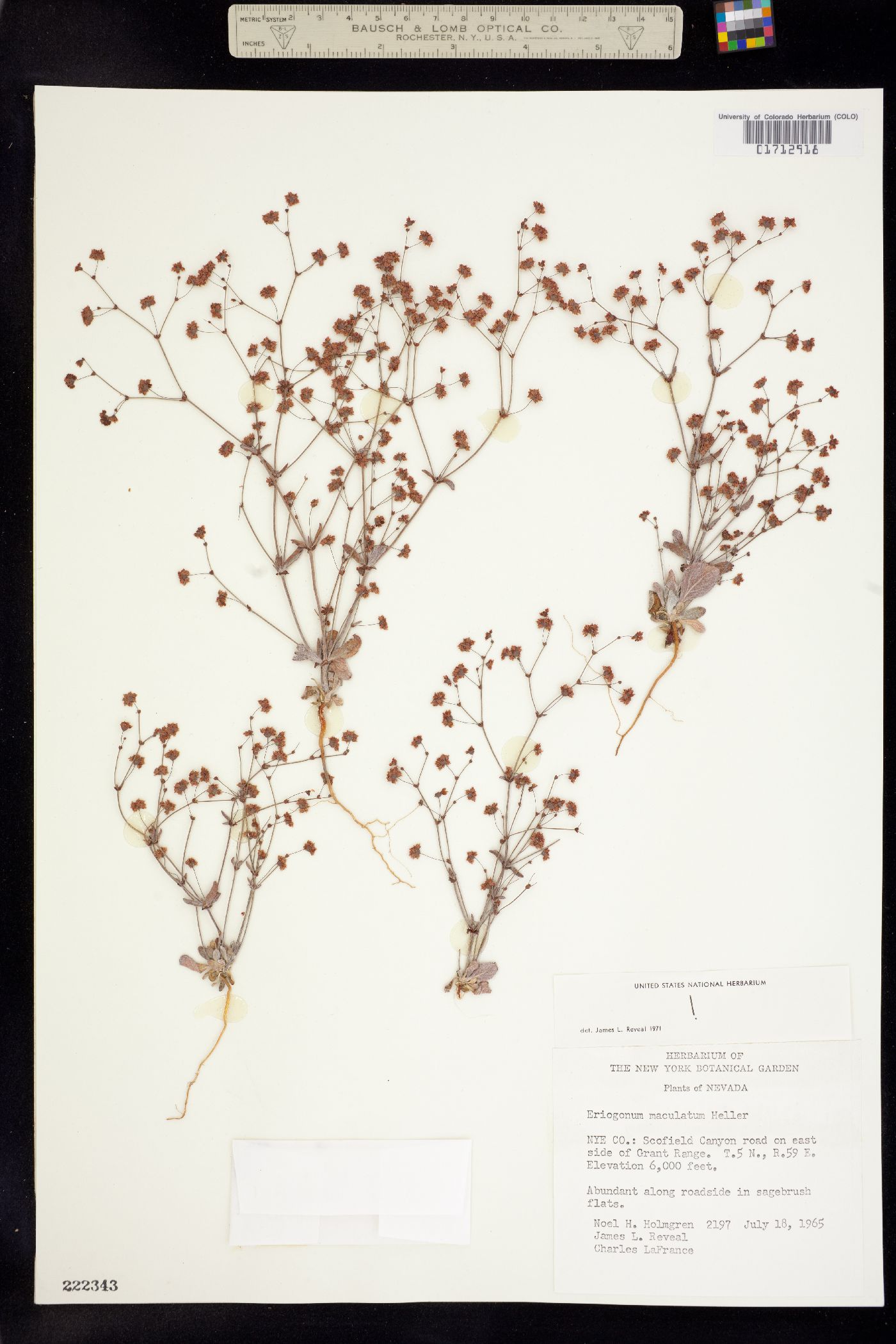 Eriogonum maculatum image