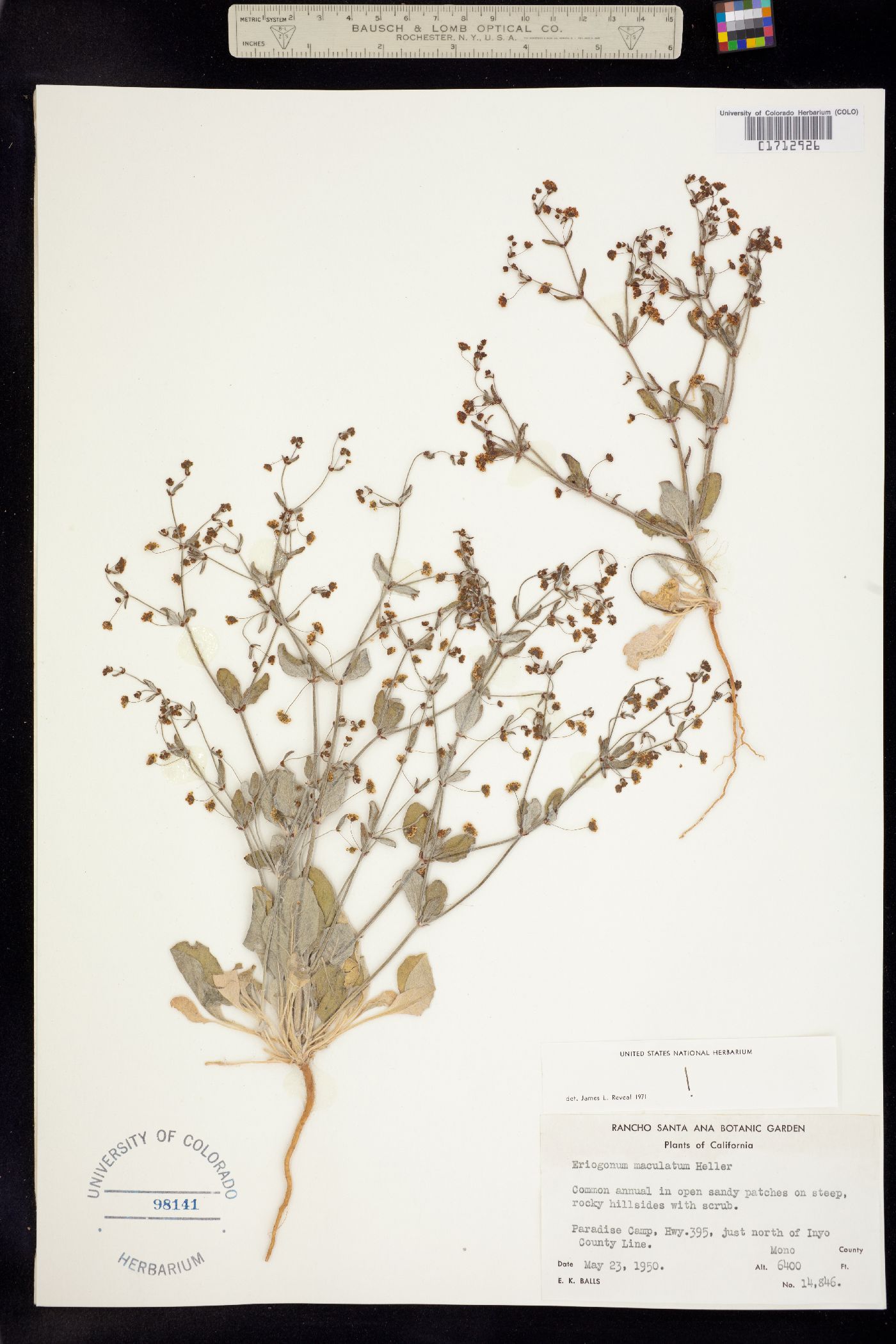 Eriogonum maculatum image