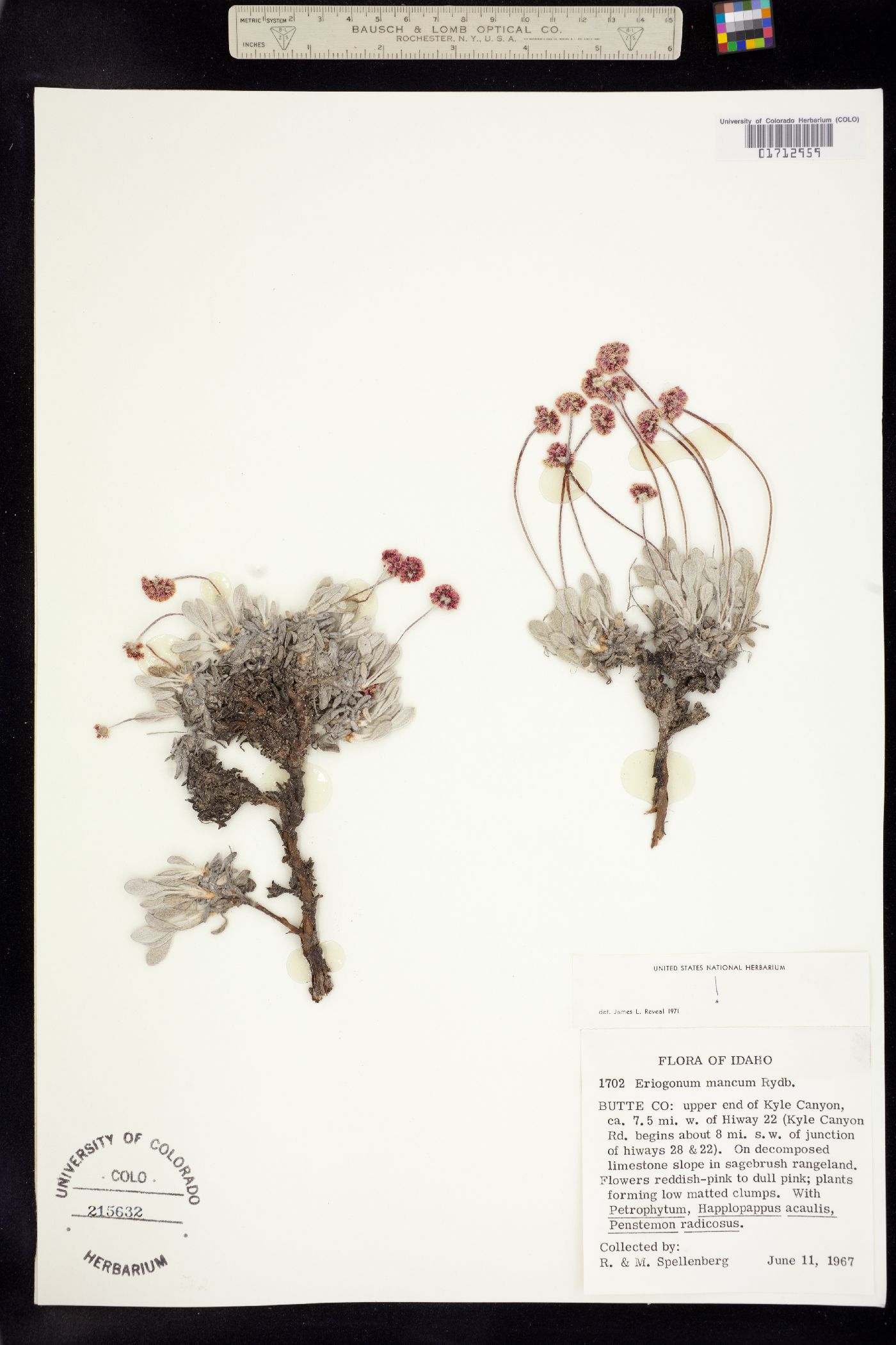 Eriogonum mancum image