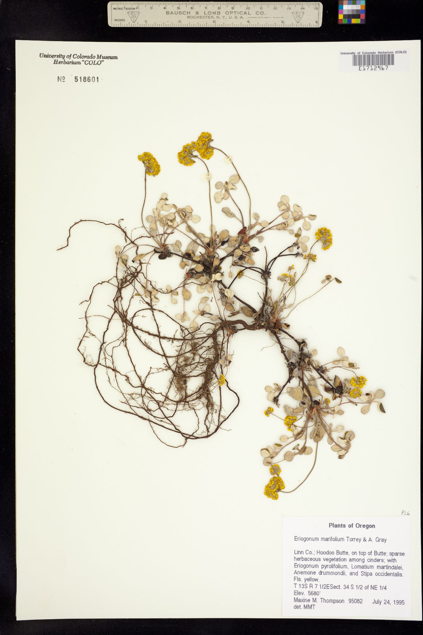 Eriogonum marifolium image