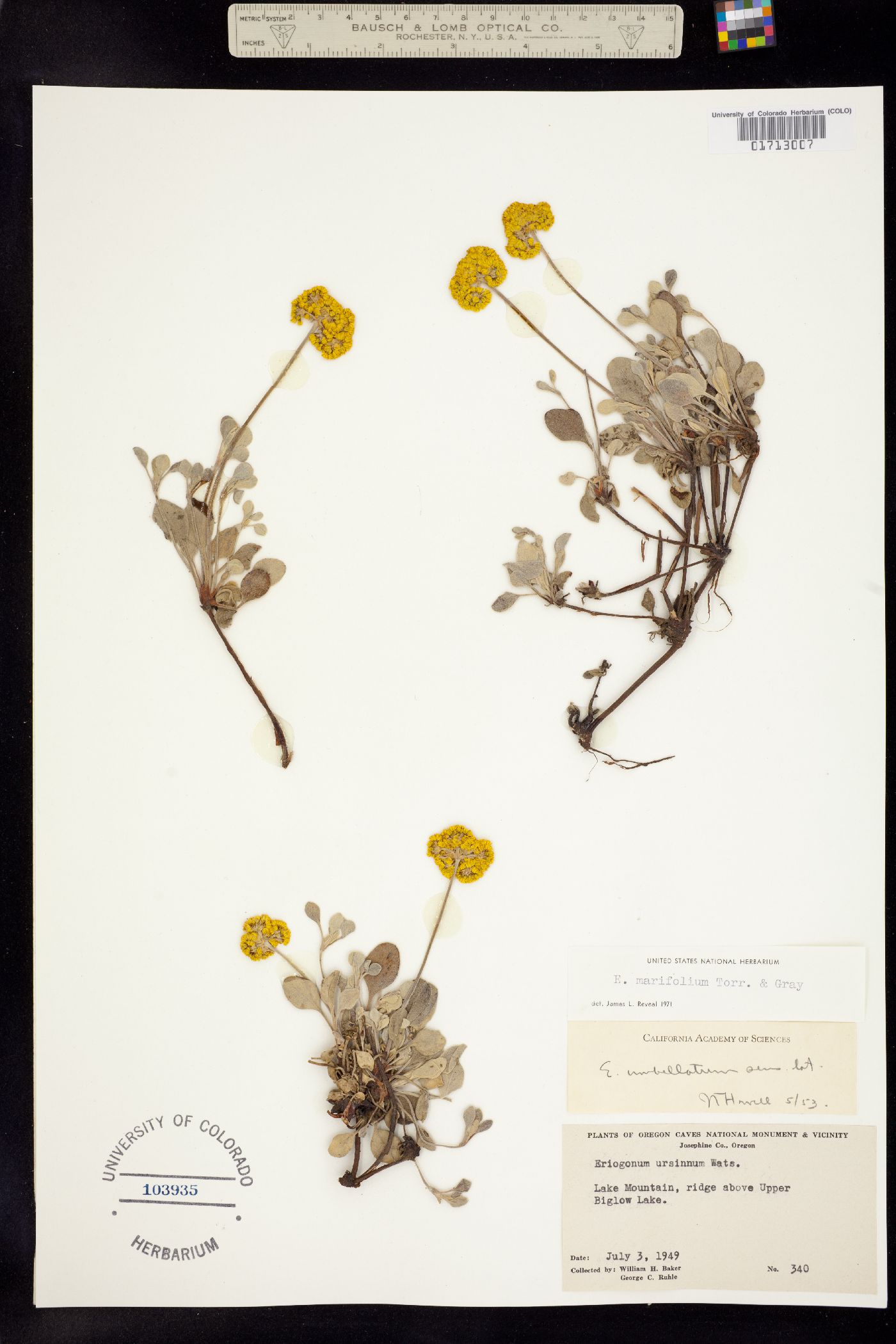 Eriogonum marifolium image