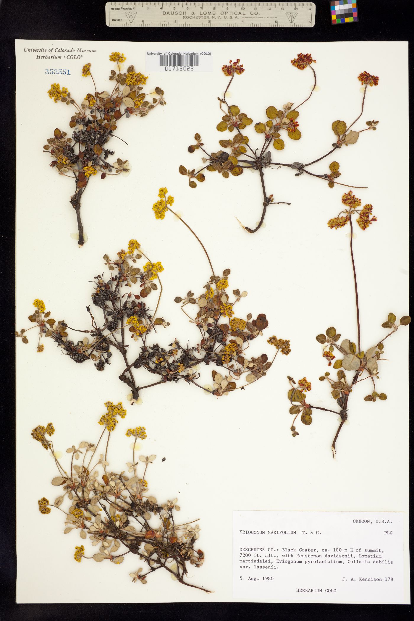 Eriogonum marifolium image
