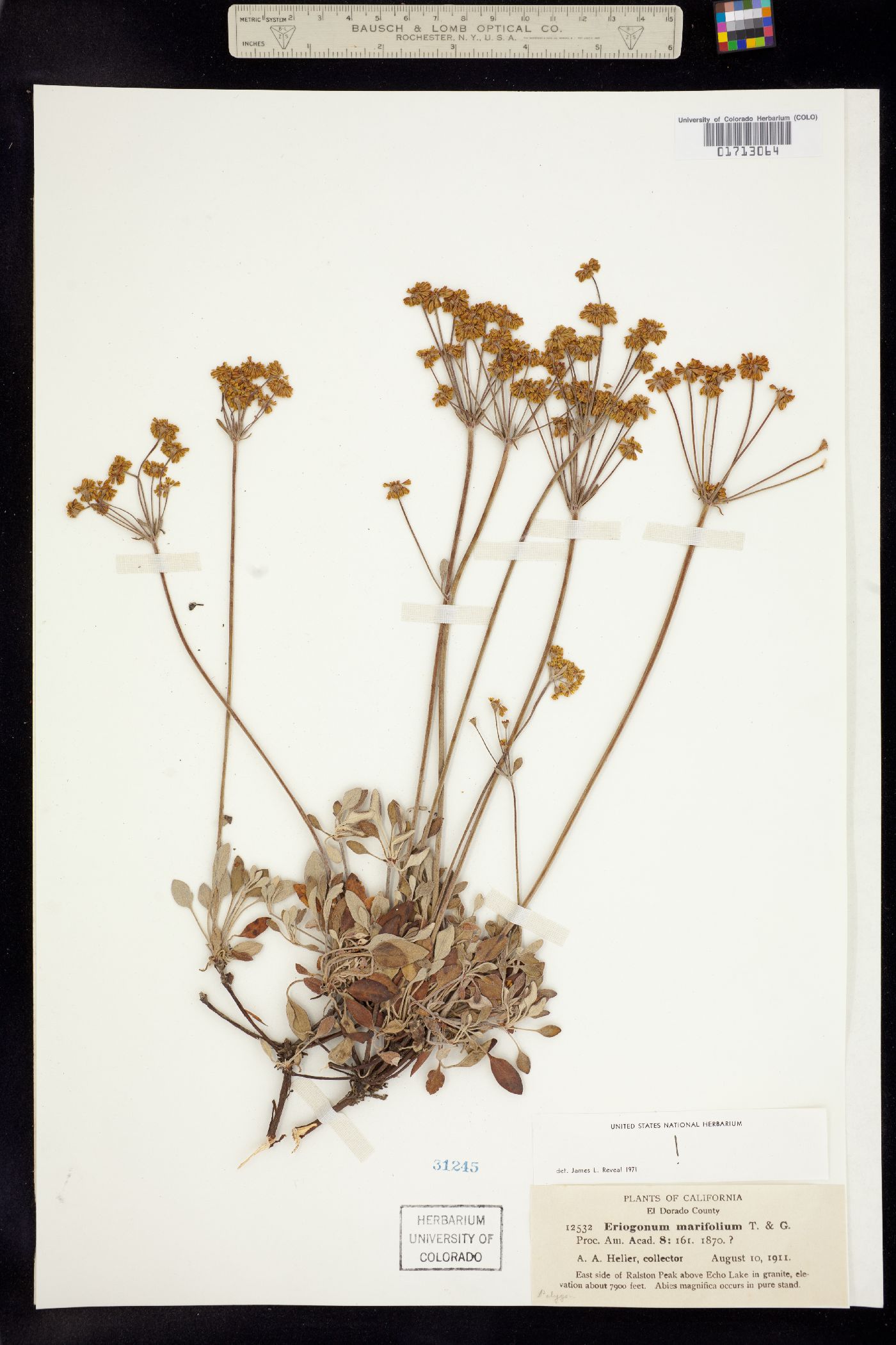 Eriogonum marifolium image