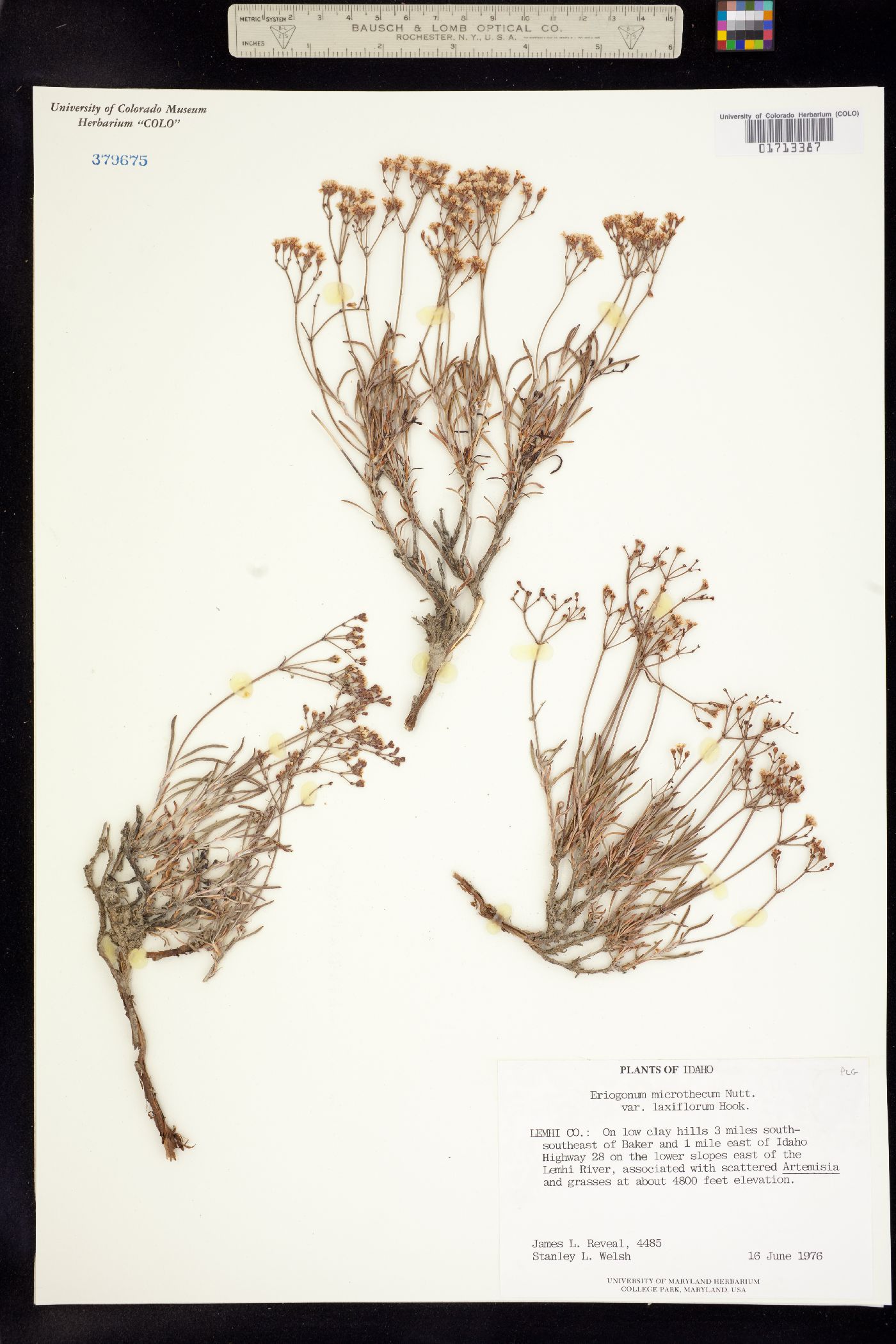Eriogonum microthecum image