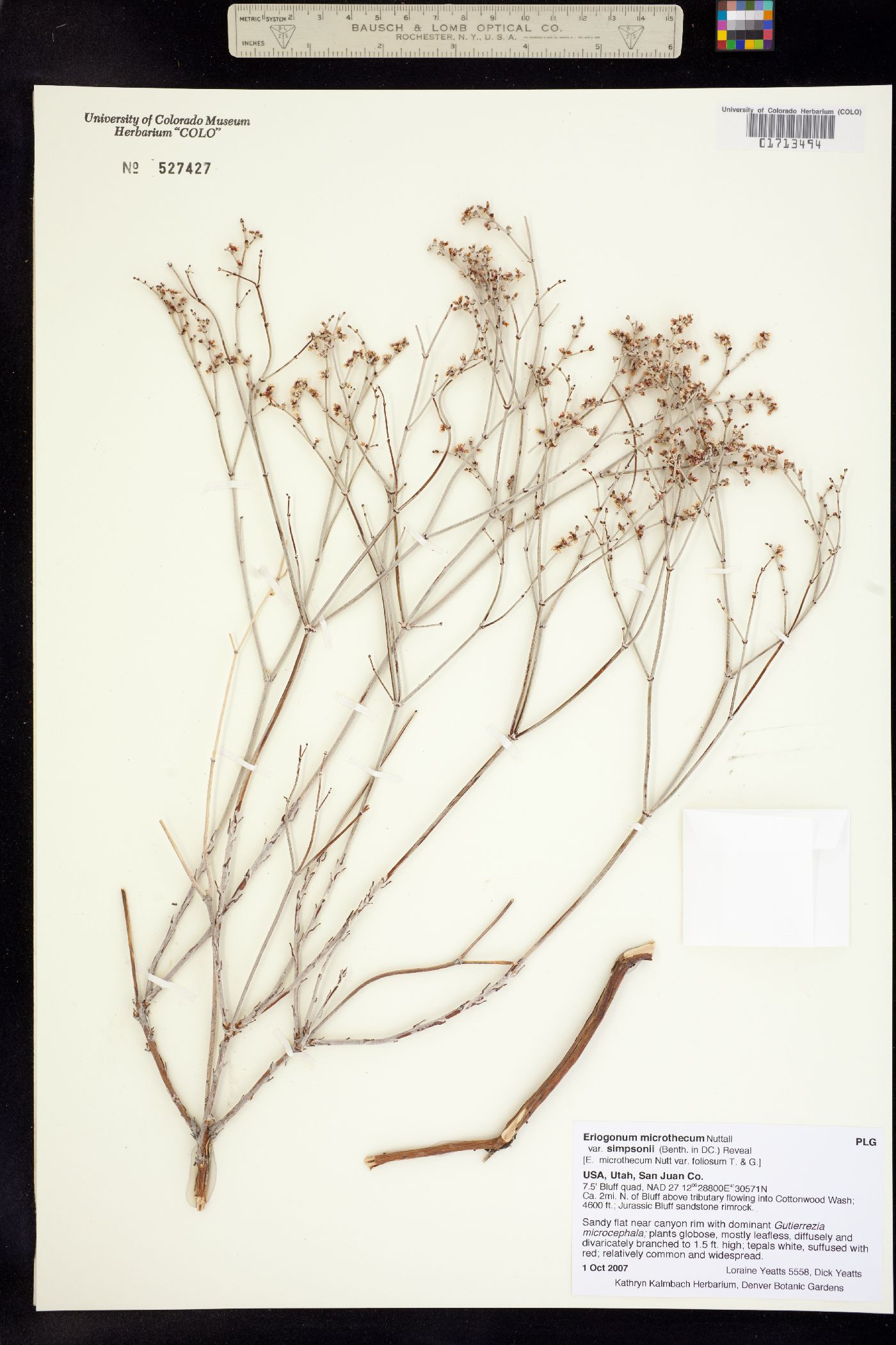 Eriogonum leptocladon var. ramosissimum image
