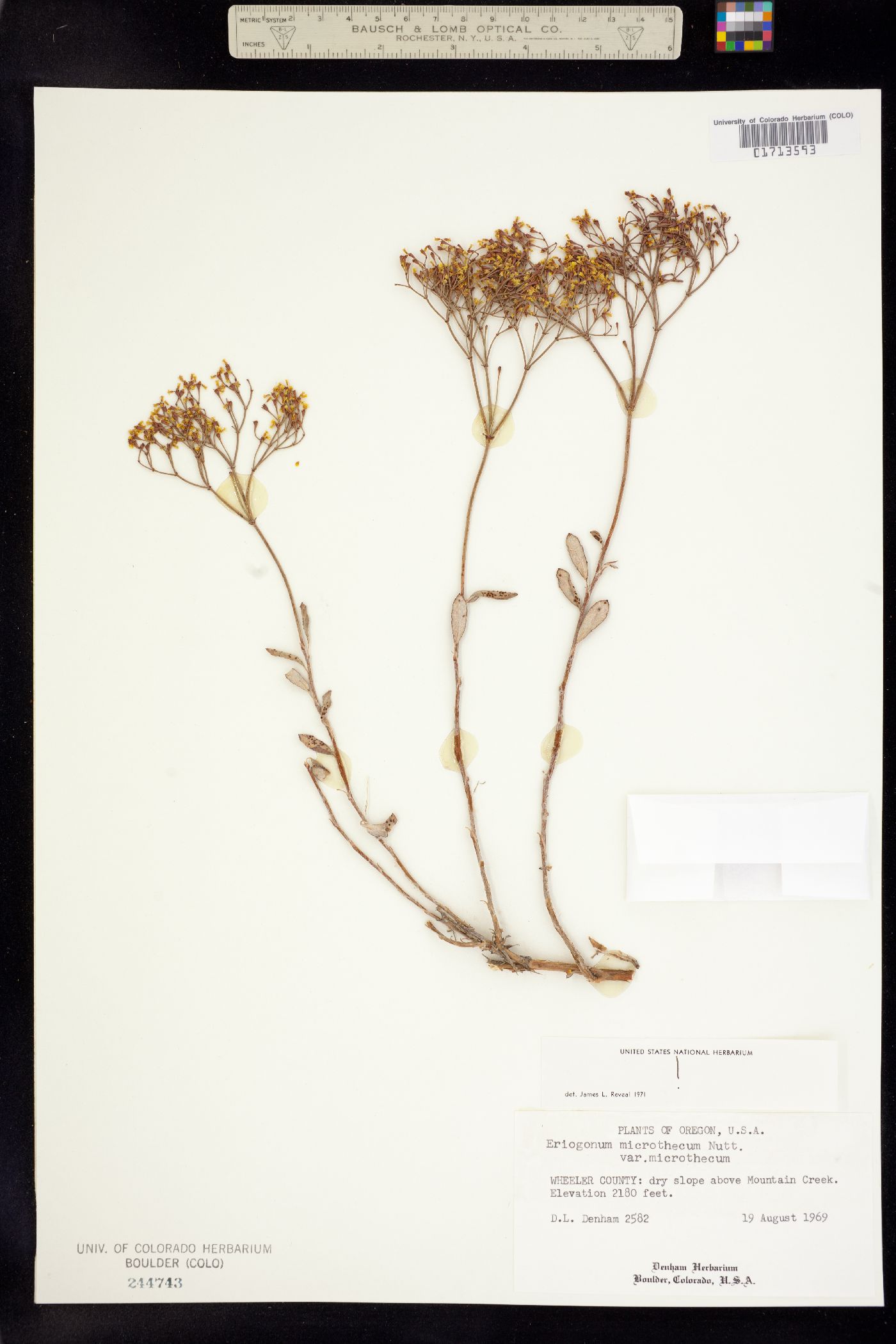 Eriogonum microthecum image