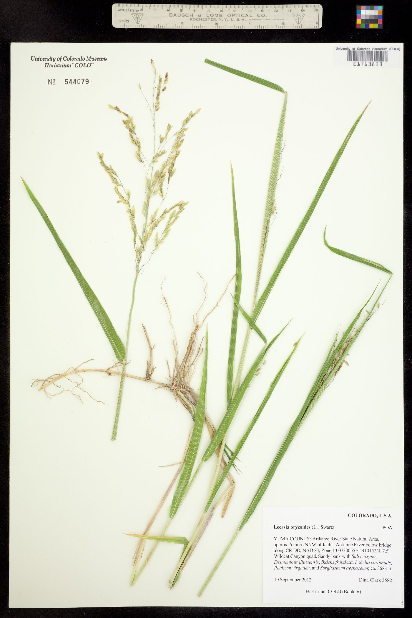 Leersia oryzoides image