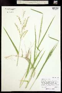 Image of Leersia oryzoides