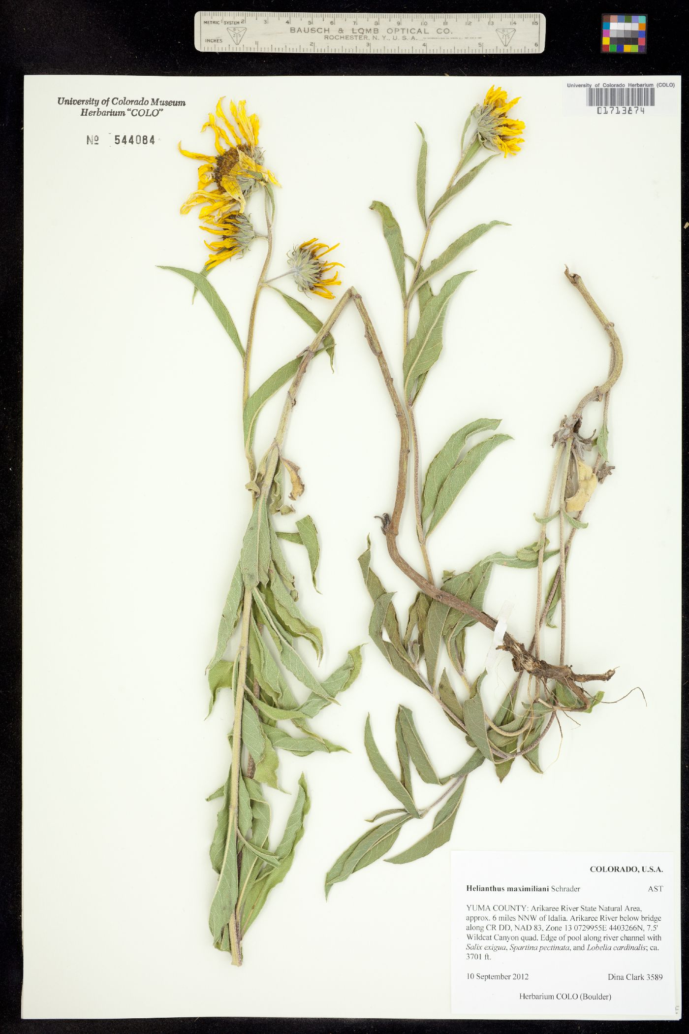 Helianthus maximiliani image