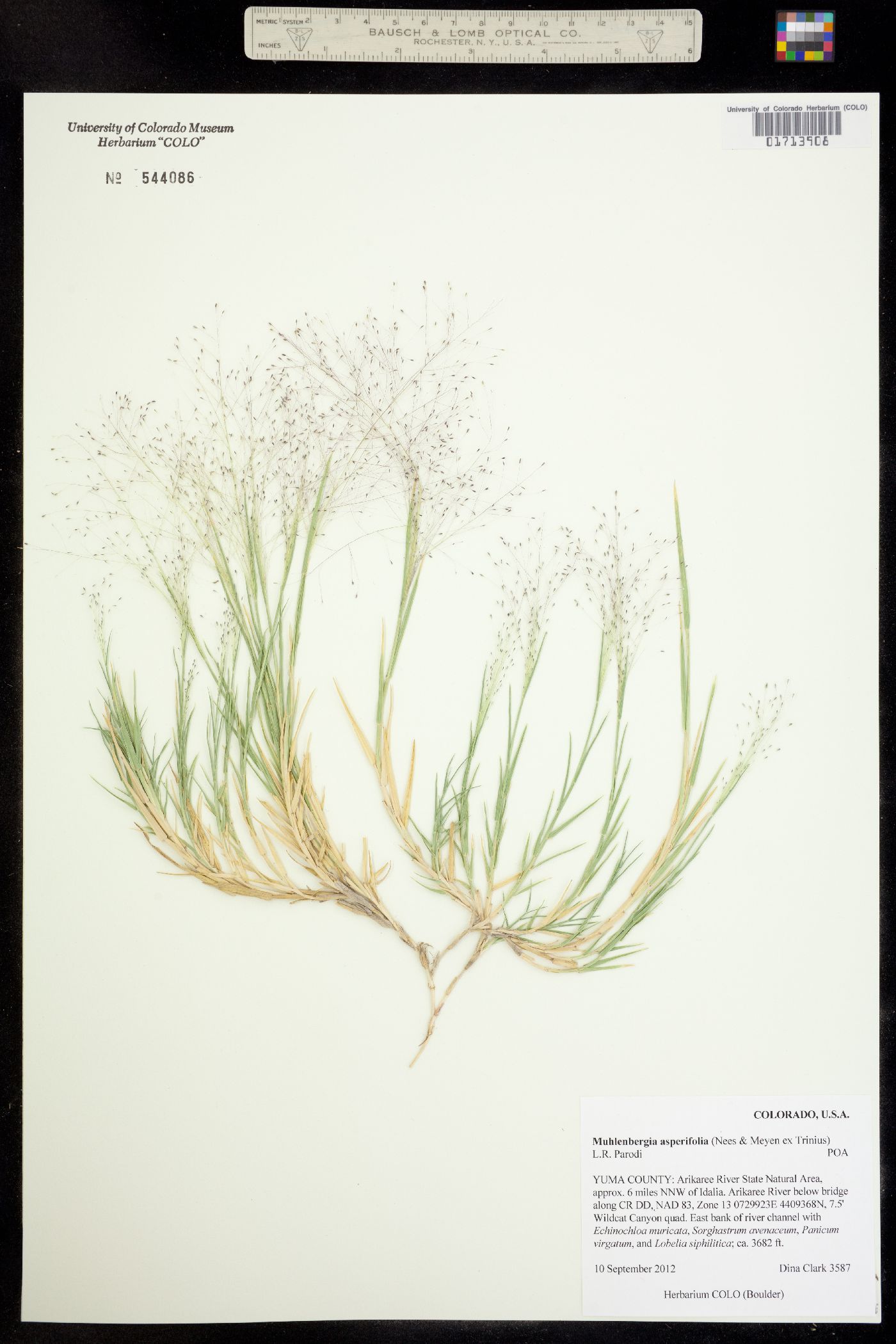 Muhlenbergia asperifolia image