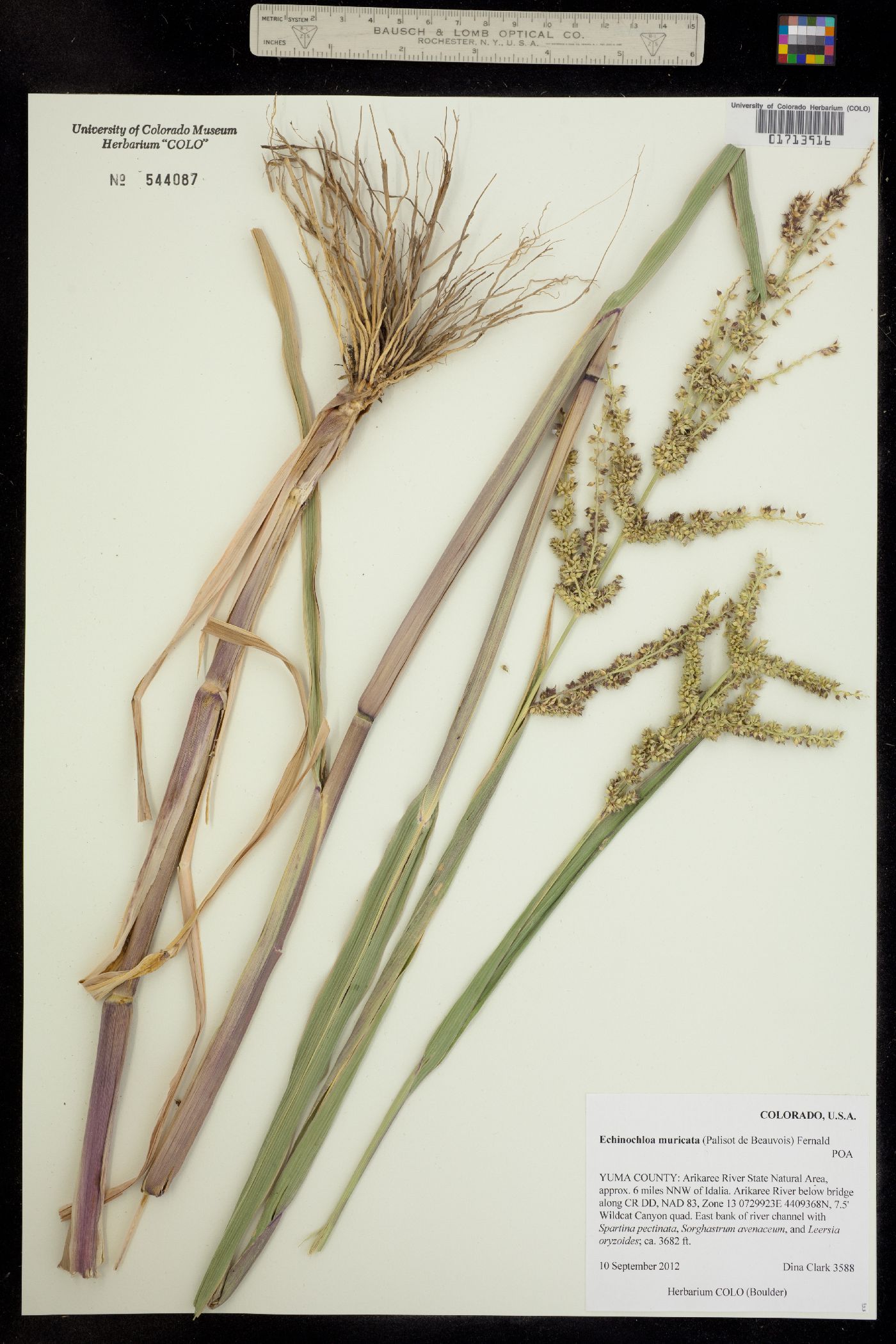 Echinochloa muricata image