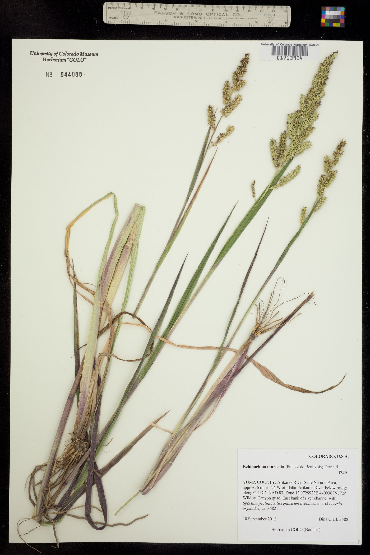 Echinochloa muricata image