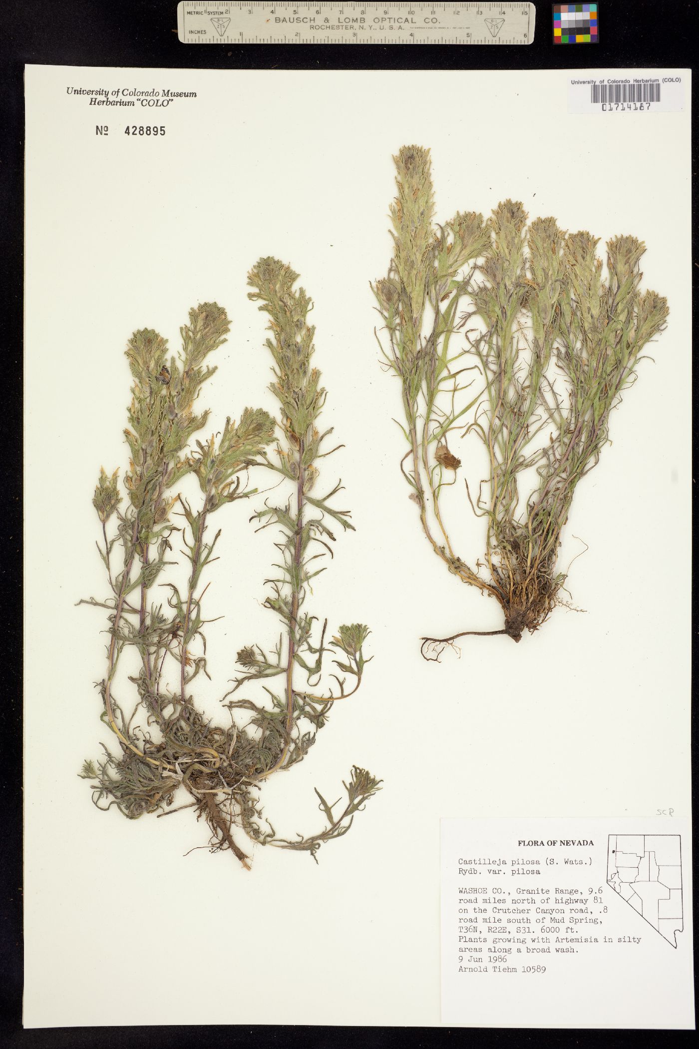 Castilleja pilosa image