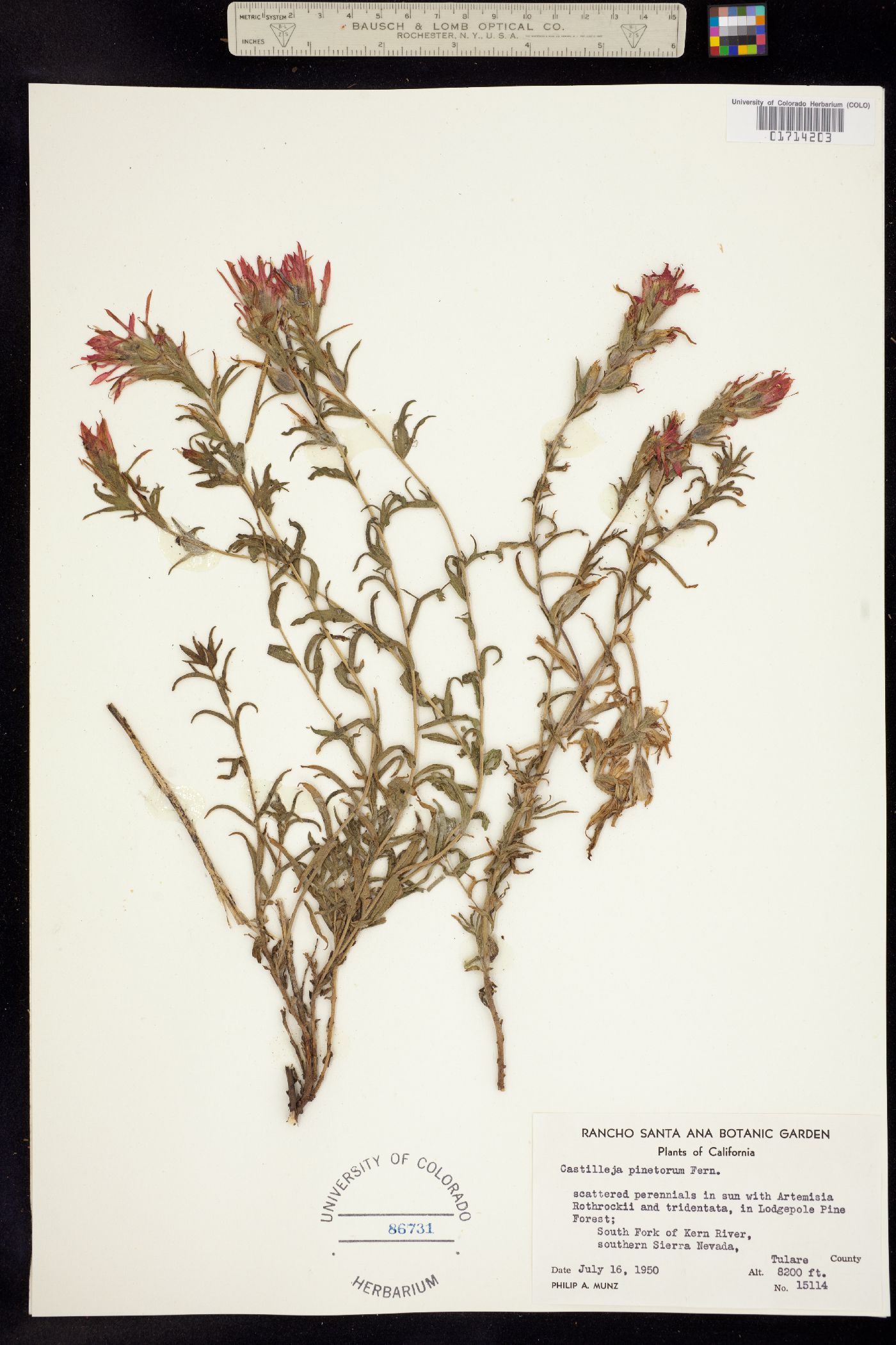 Castilleja applegatei image