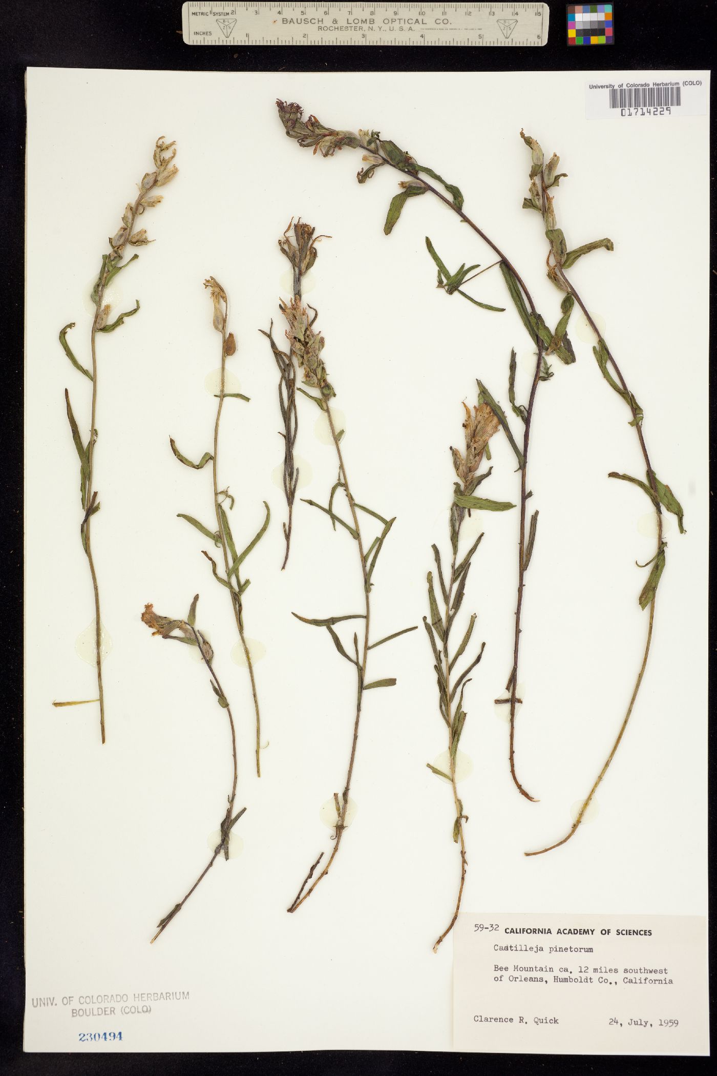 Castilleja applegatei ssp. pinetorum image