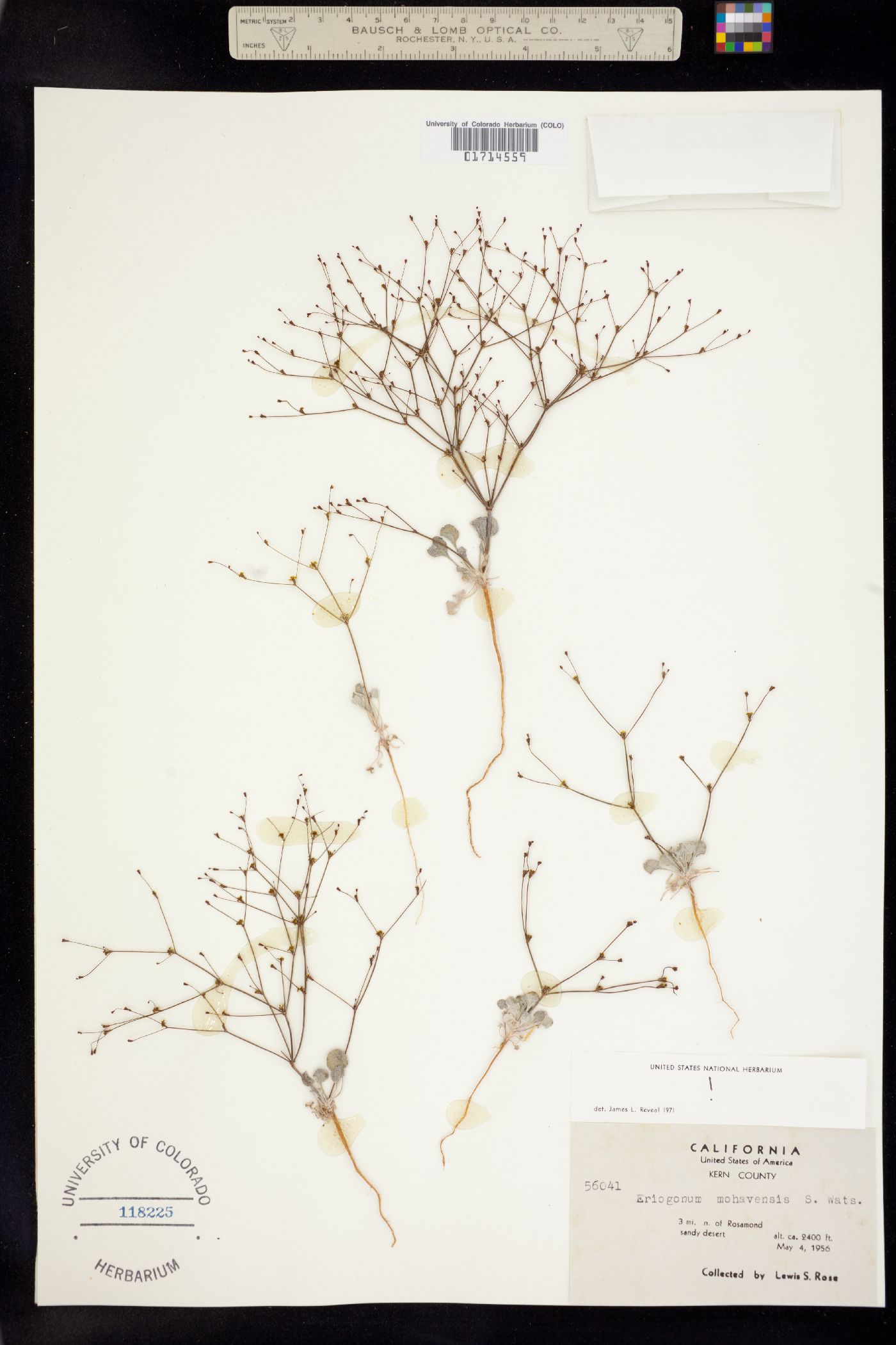 Eriogonum mohavense image