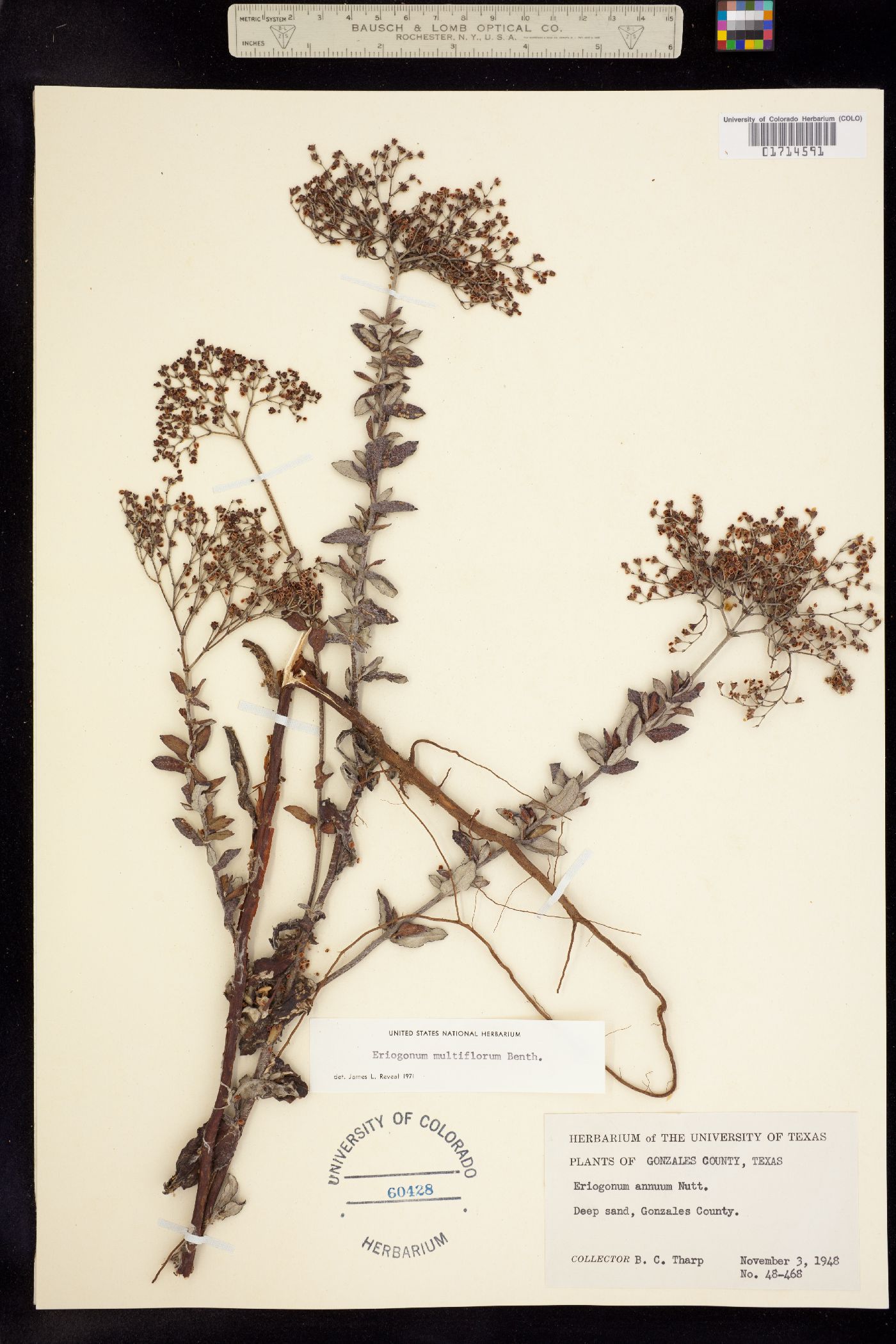 Eriogonum multiflorum image