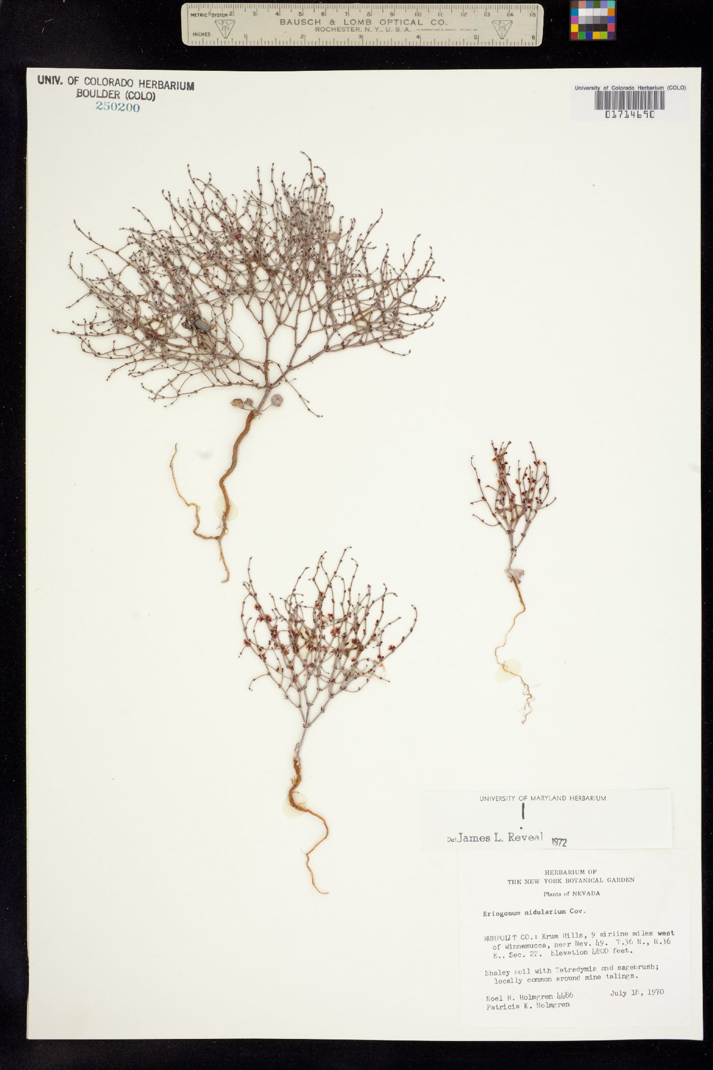 Eriogonum nidularium image
