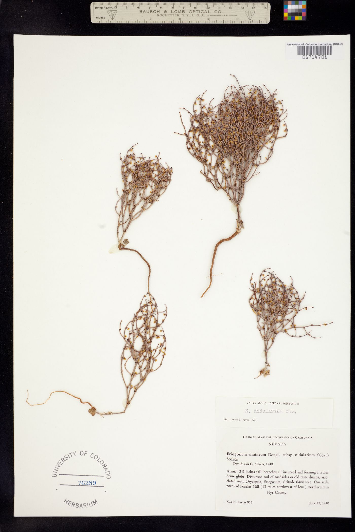 Eriogonum nidularium image