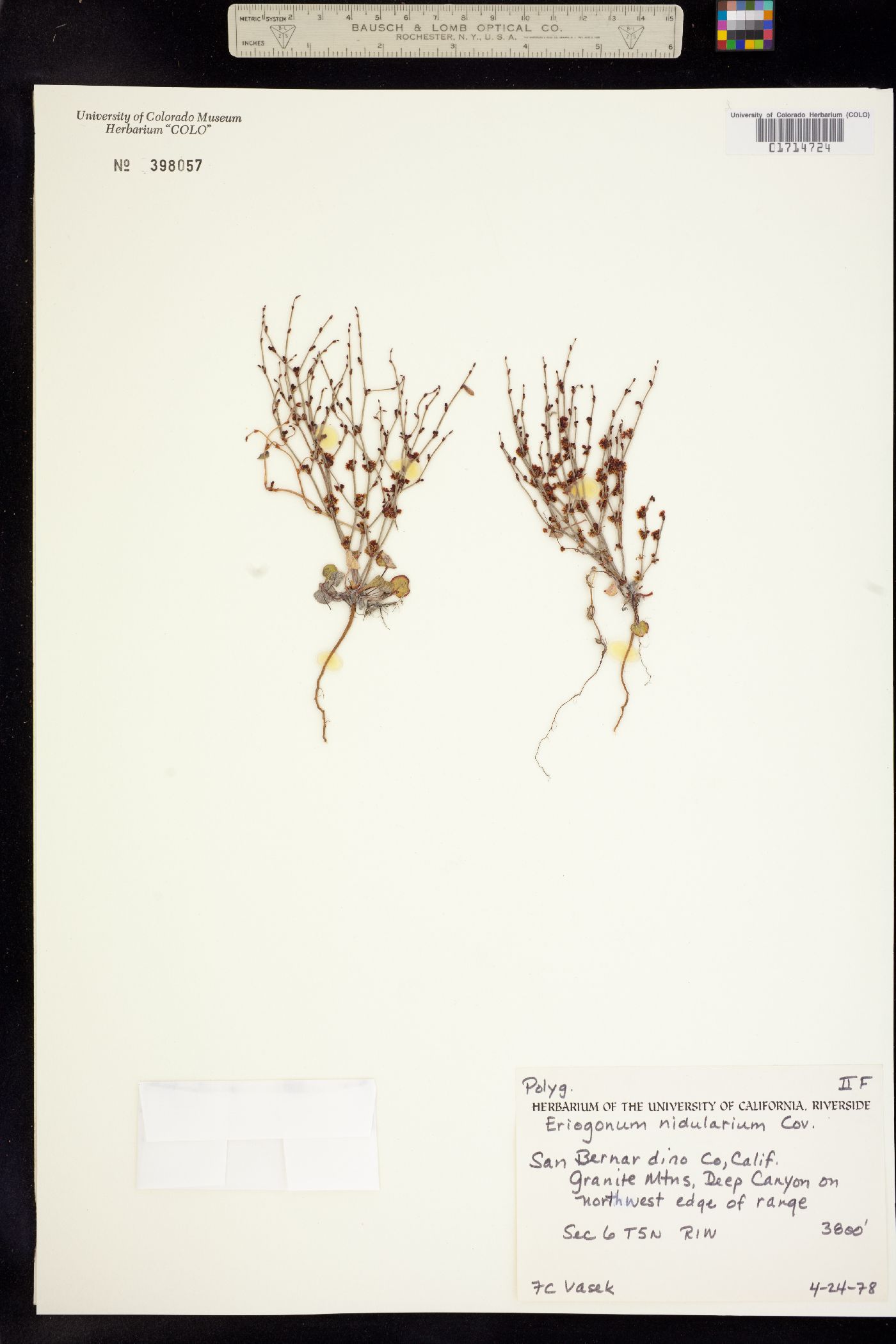 Eriogonum nidularium image