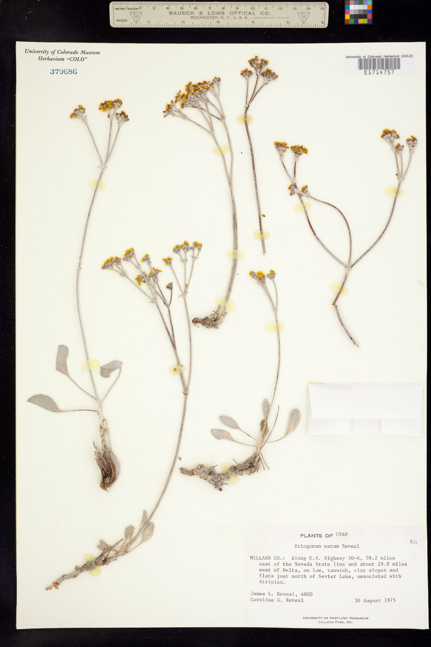 Eriogonum natum image