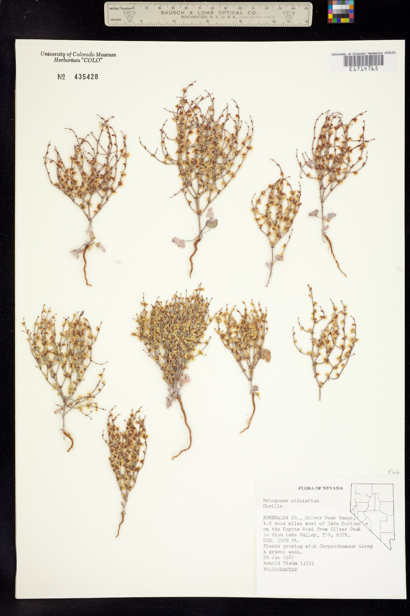 Eriogonum nidularium image