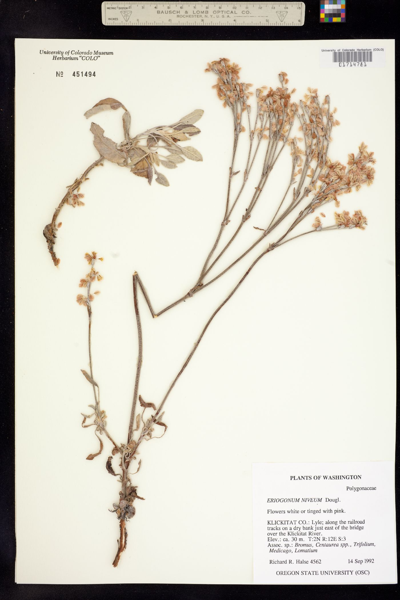 Eriogonum niveum image