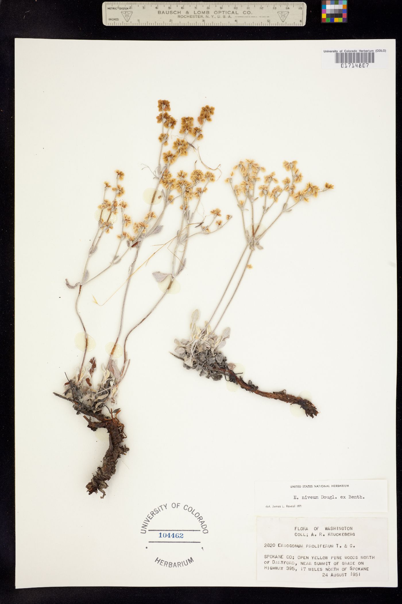 Eriogonum niveum image