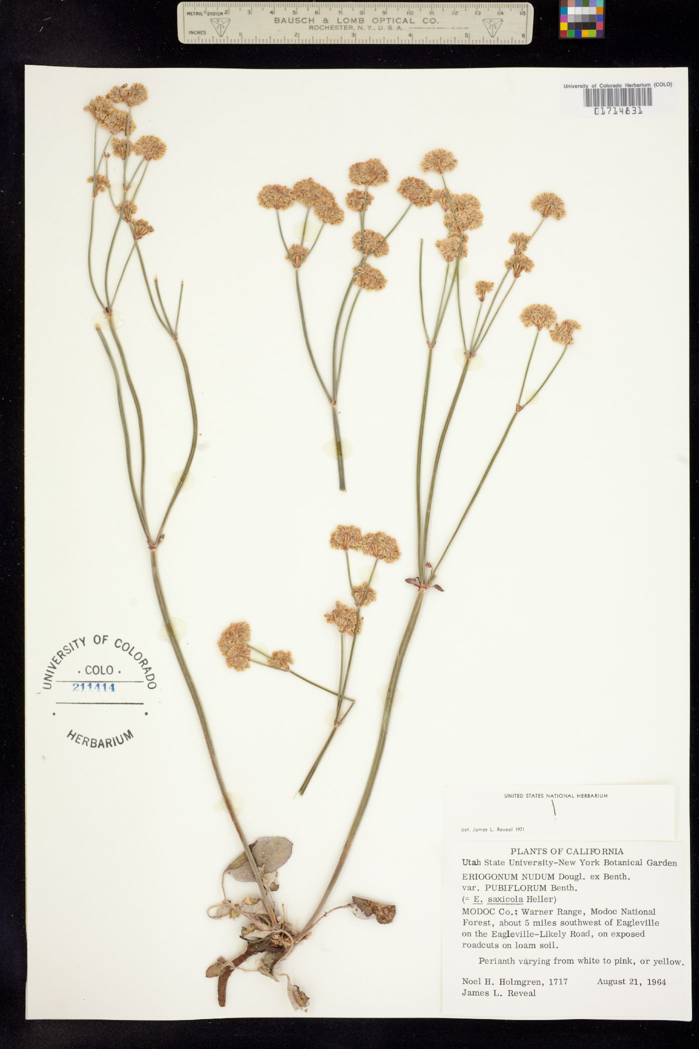 Eriogonum nudum image