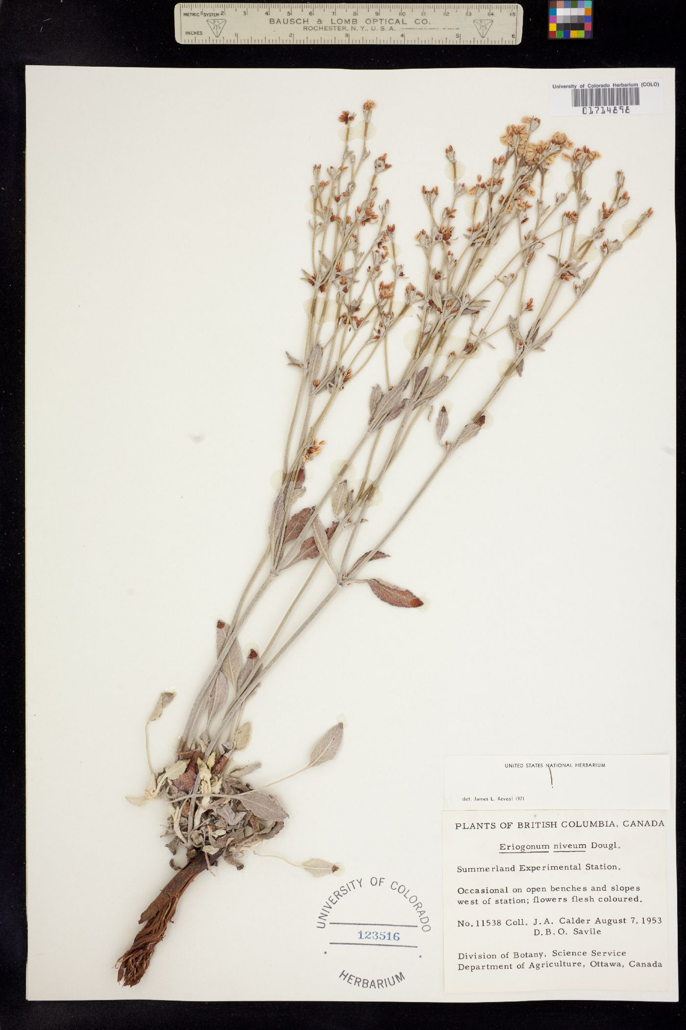 Eriogonum niveum image