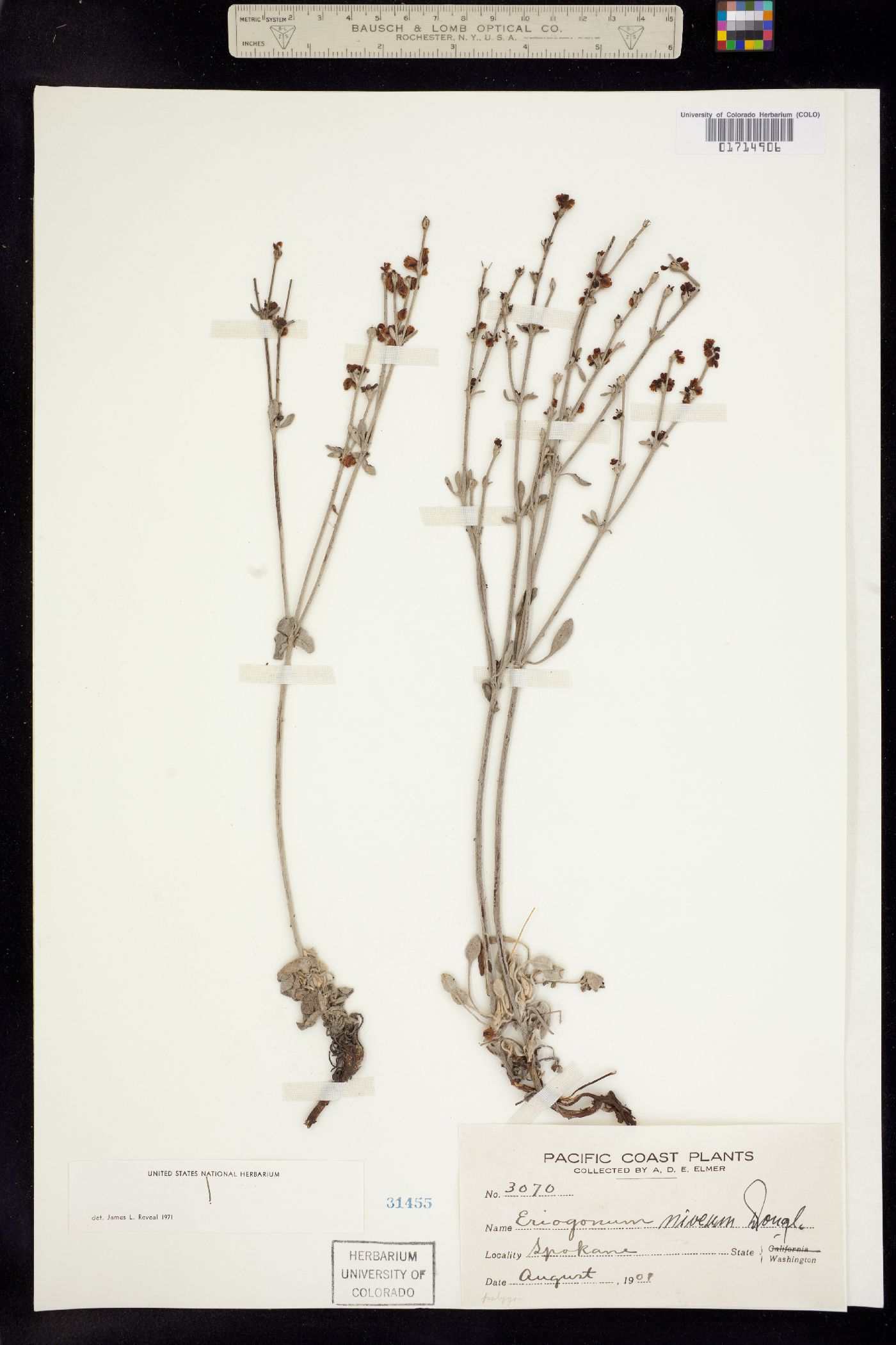 Eriogonum niveum image