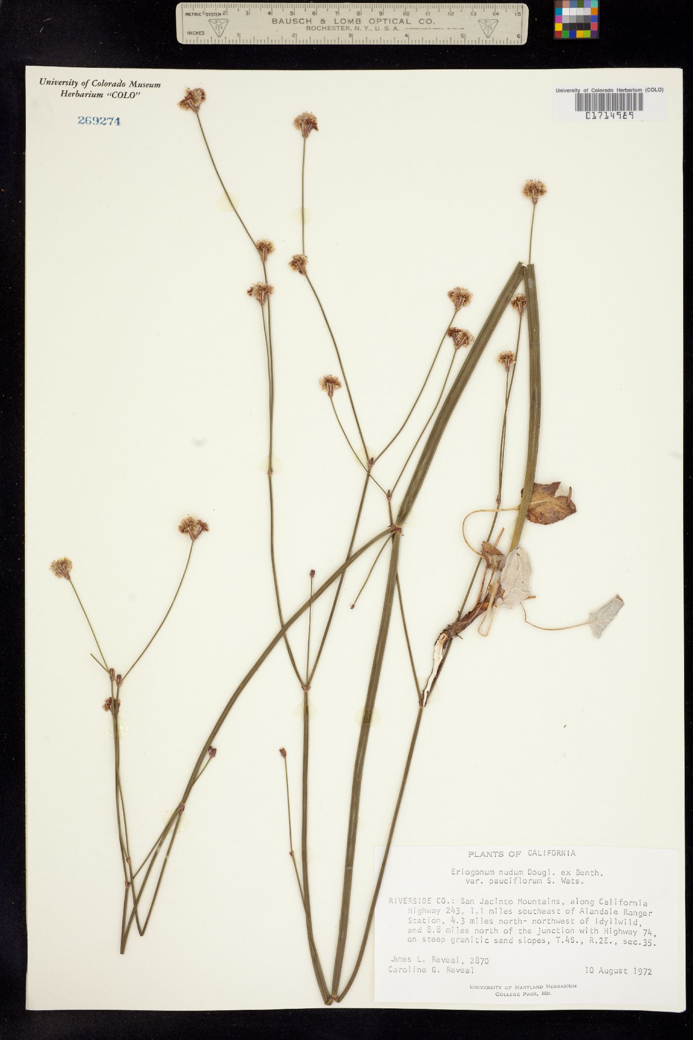 Eriogonum nudum image