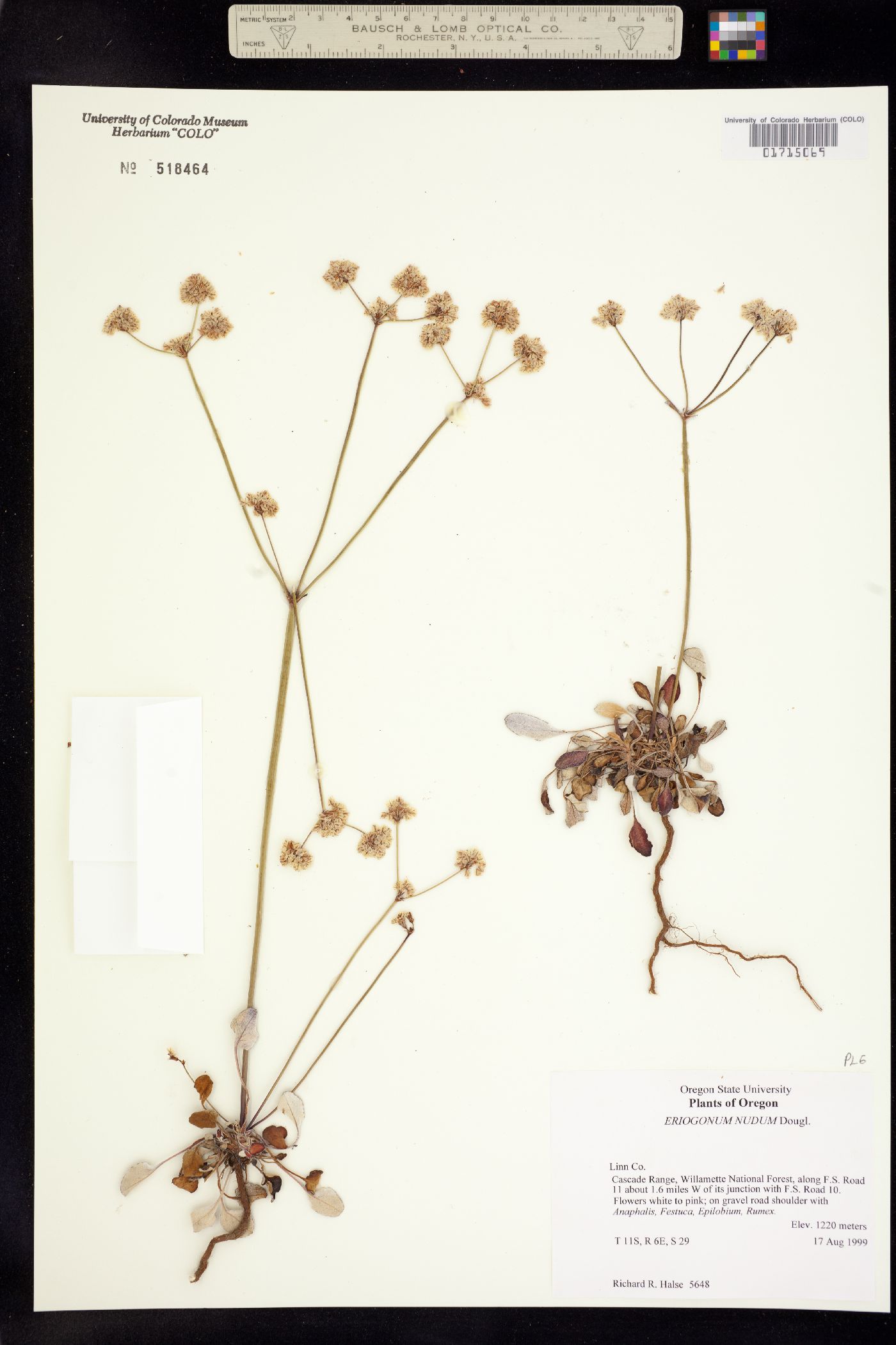 Eriogonum nudum image