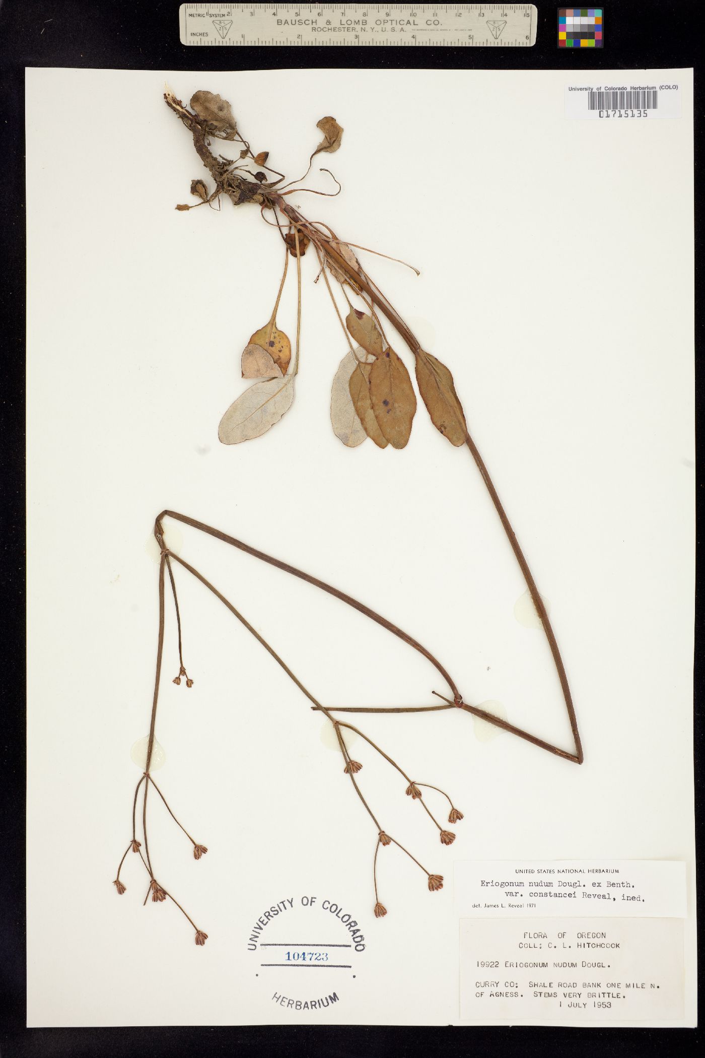 Eriogonum nudum image