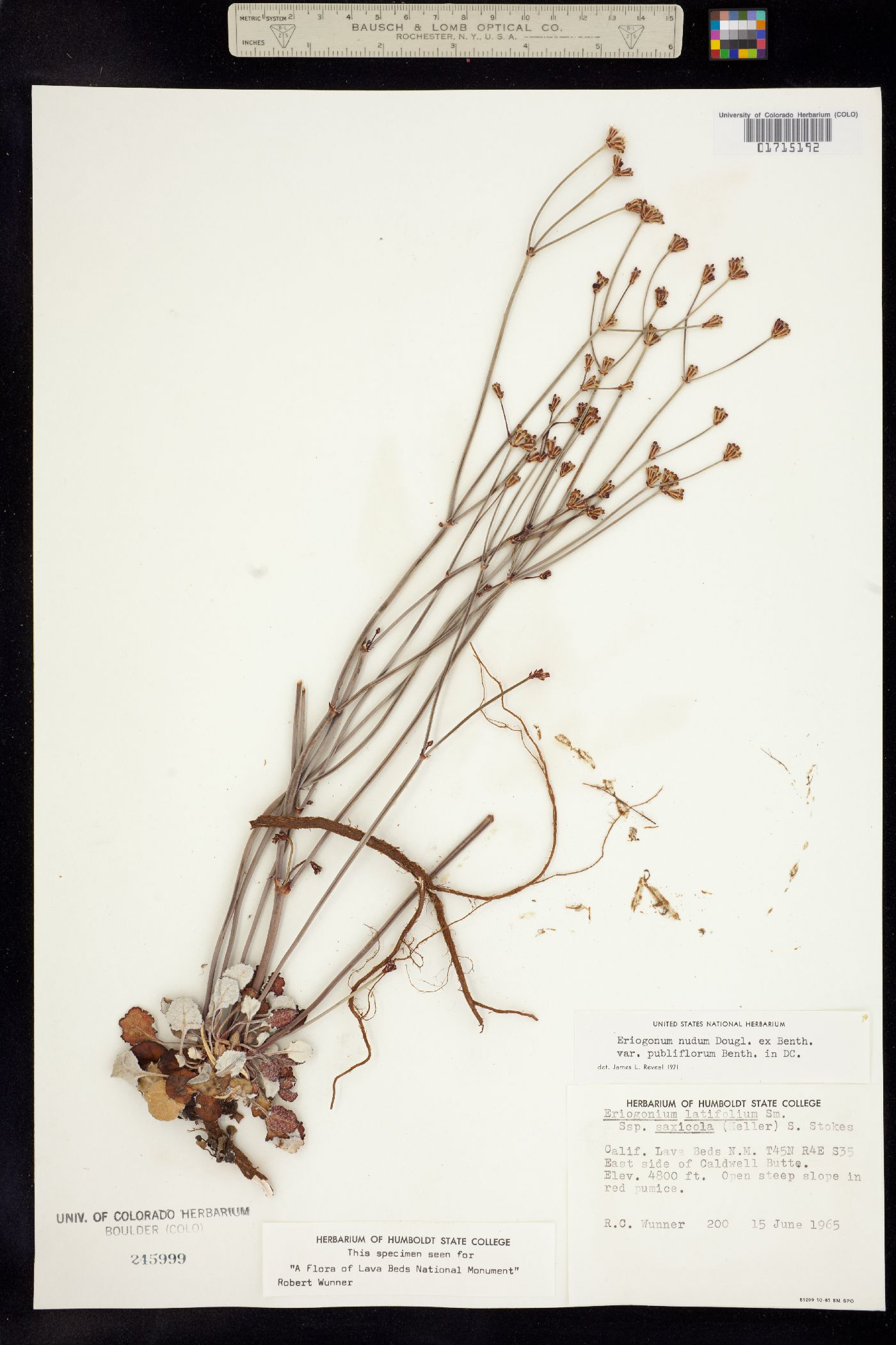 Eriogonum nudum image