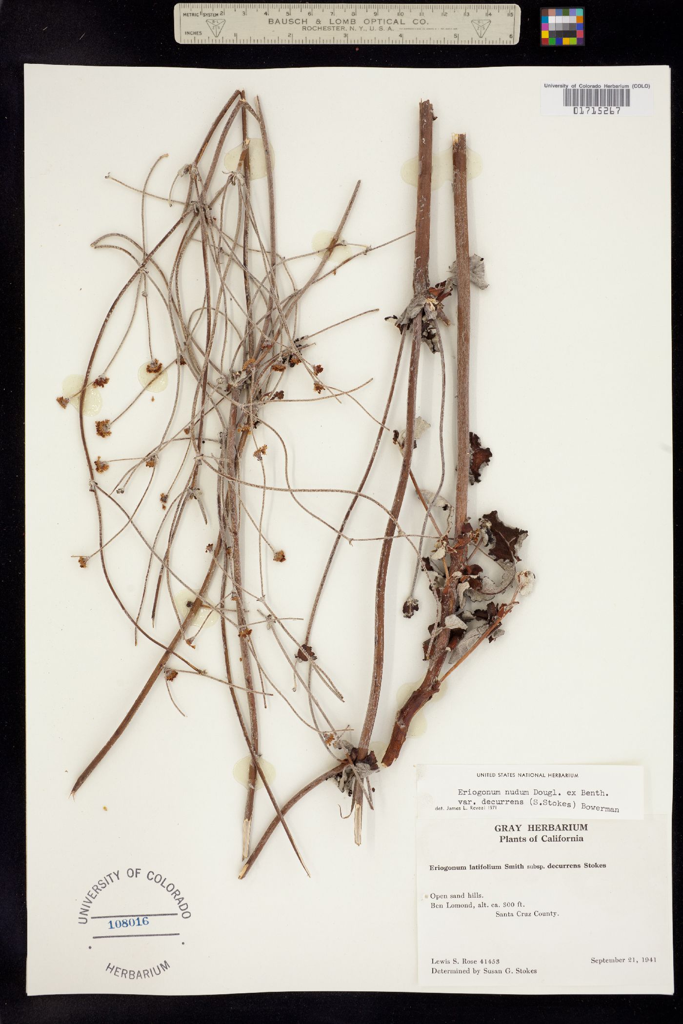 Eriogonum nudum image