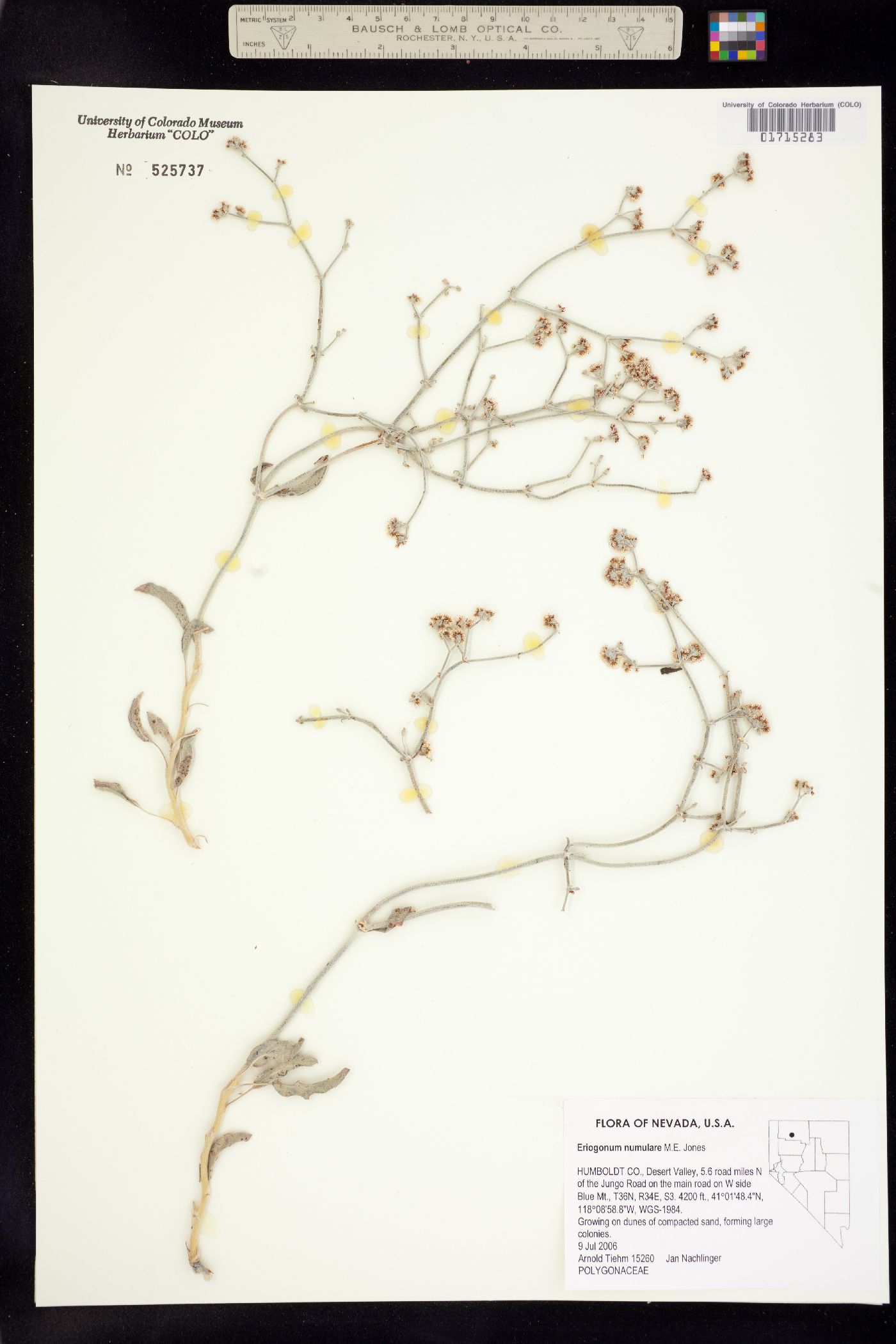 Eriogonum nummulare image