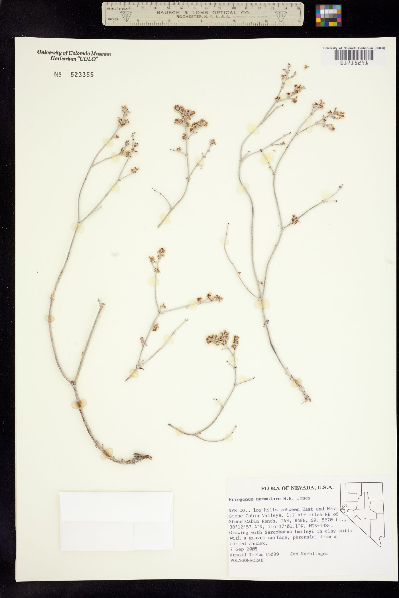 Eriogonum nummulare image