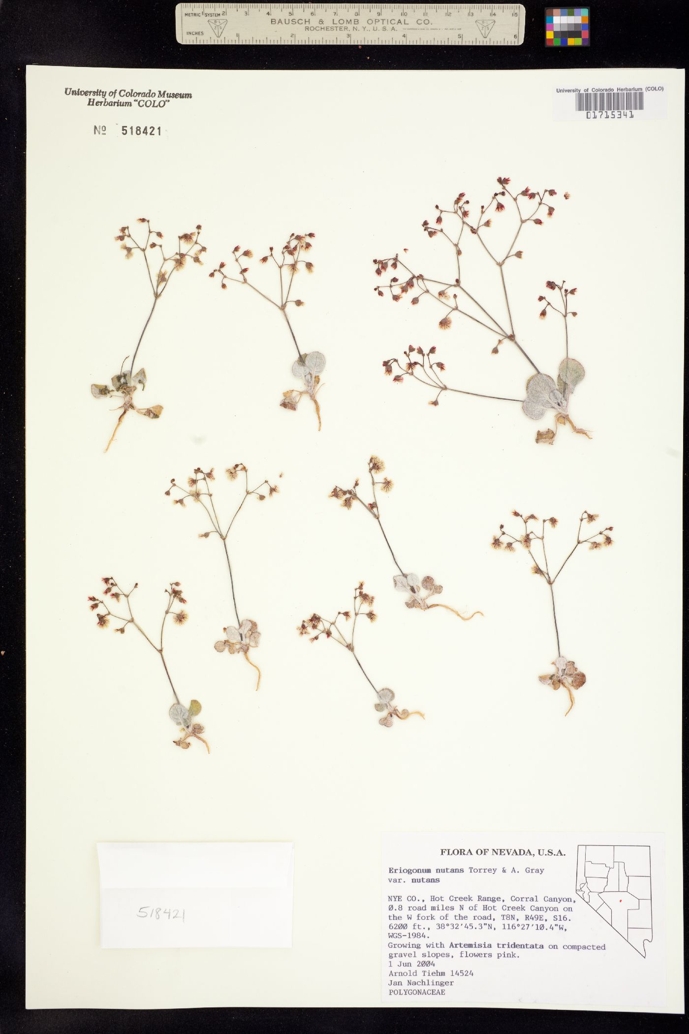 Eriogonum nutans image