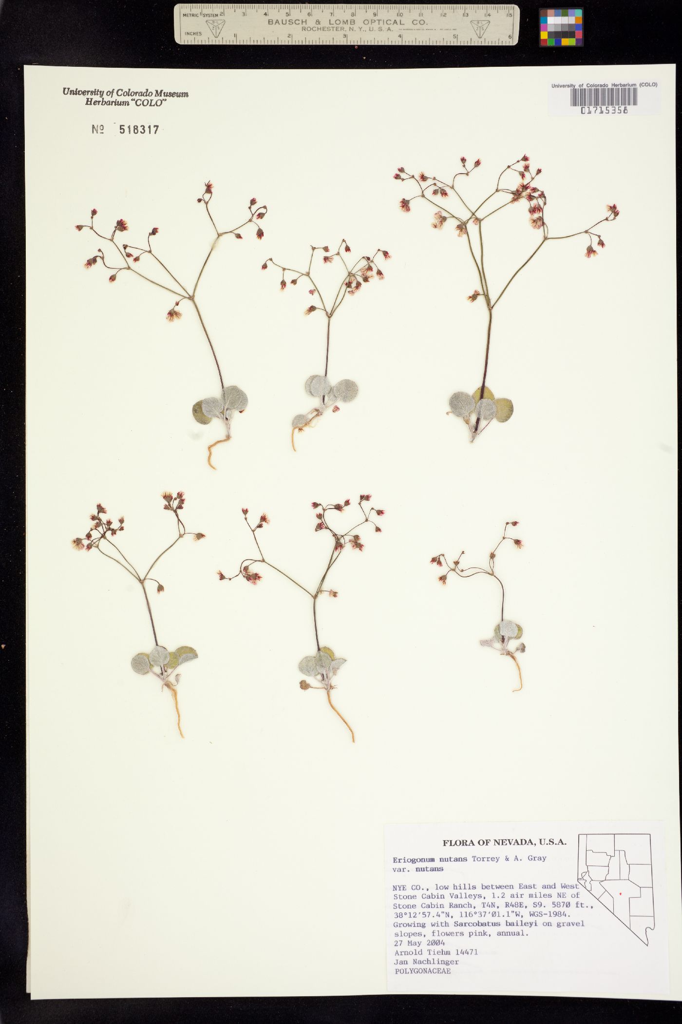 Eriogonum nutans image