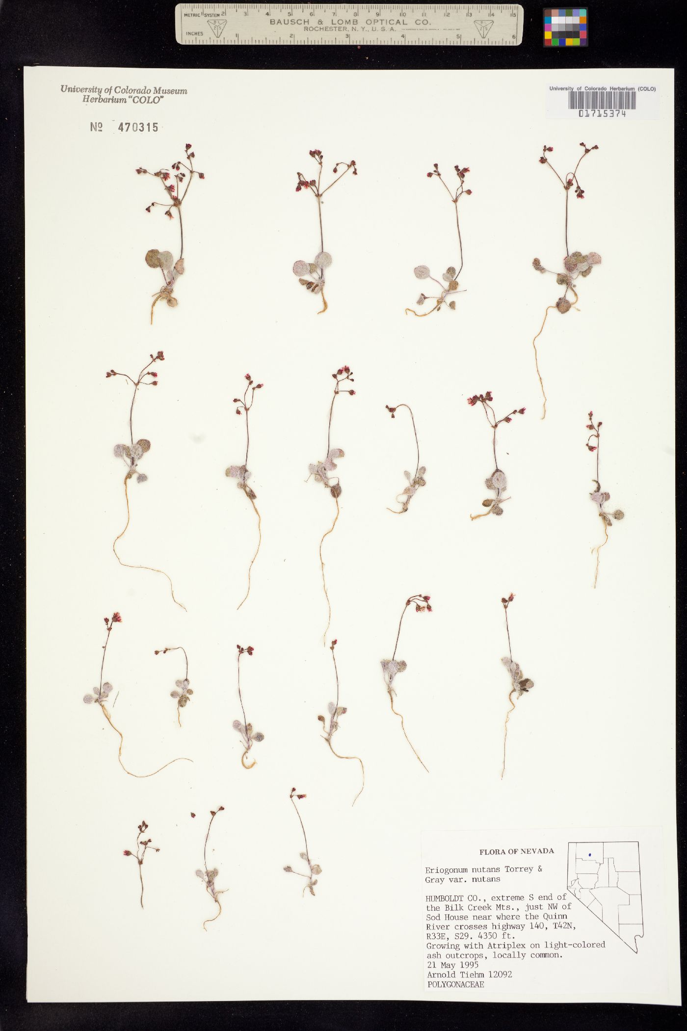 Eriogonum nutans image