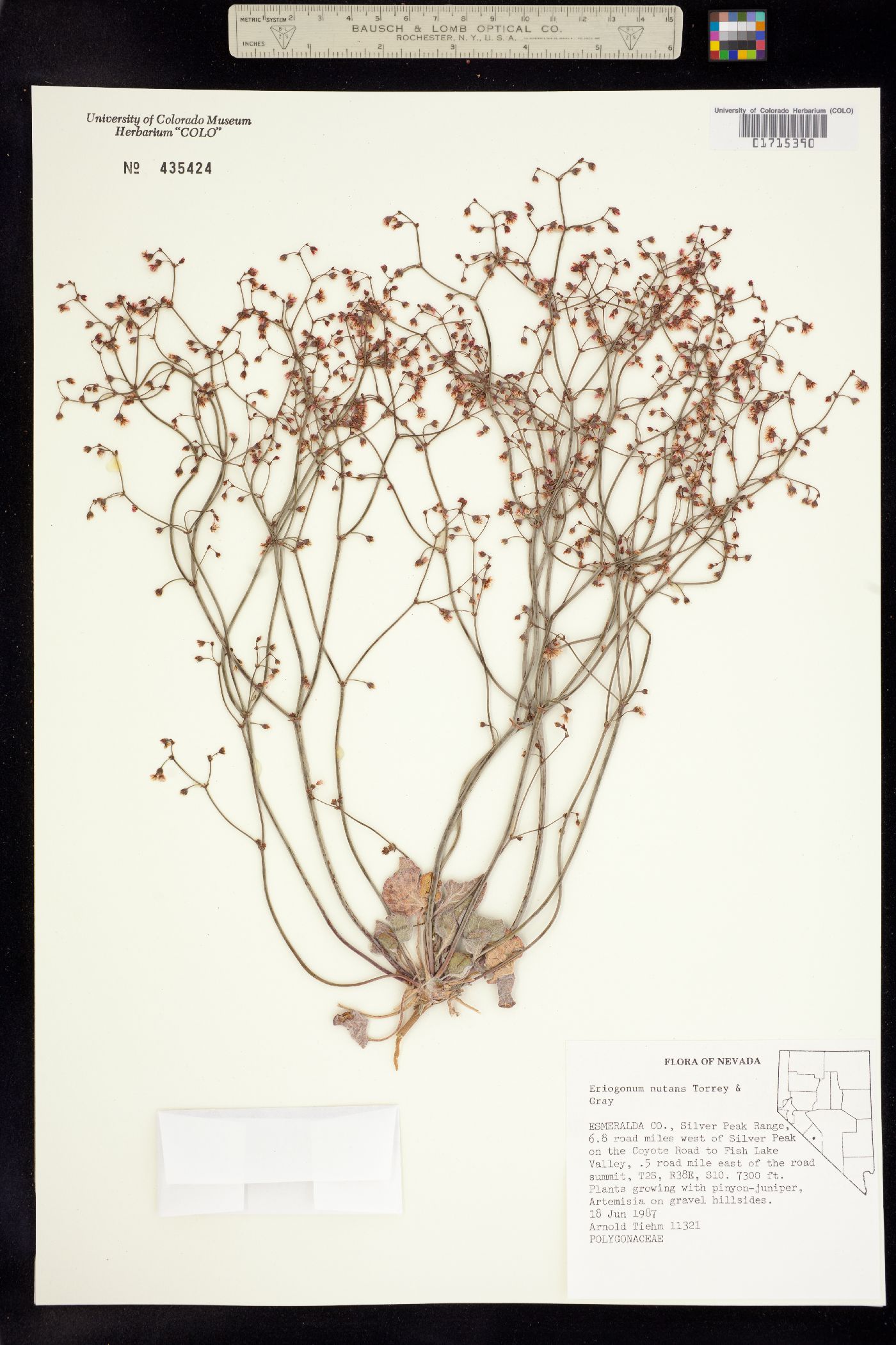 Eriogonum nutans image