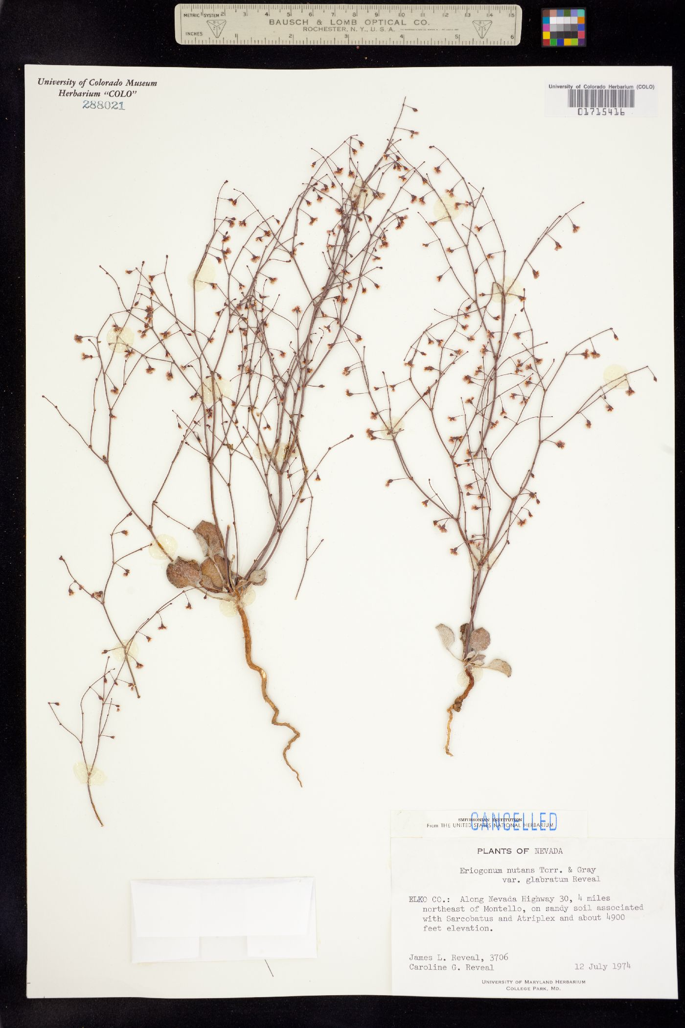Eriogonum nutans image