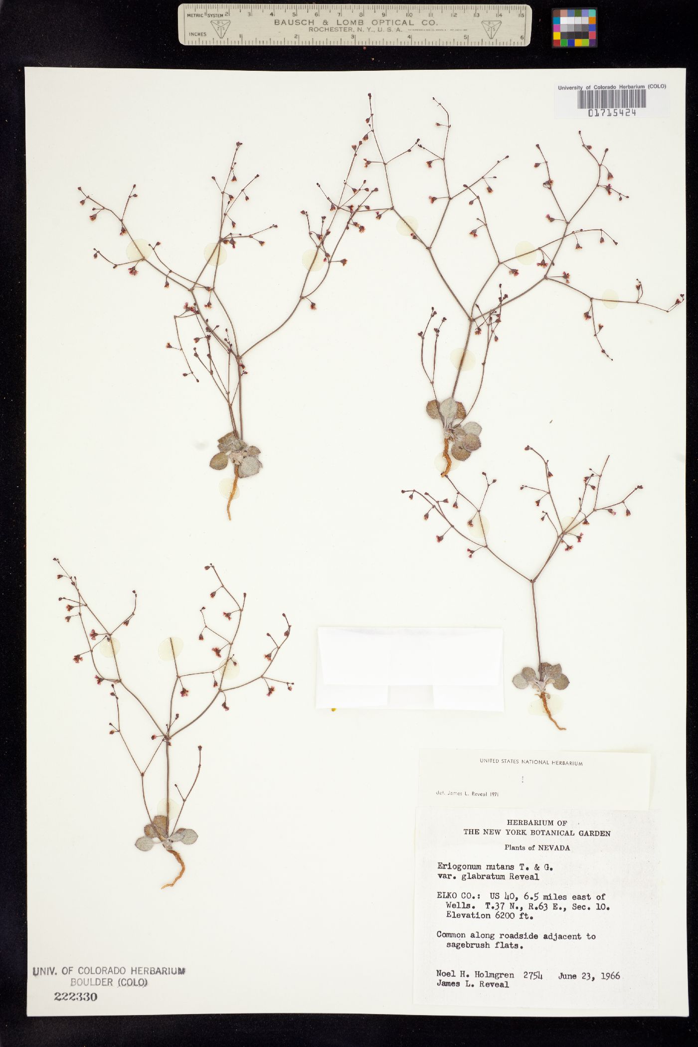 Eriogonum nutans image