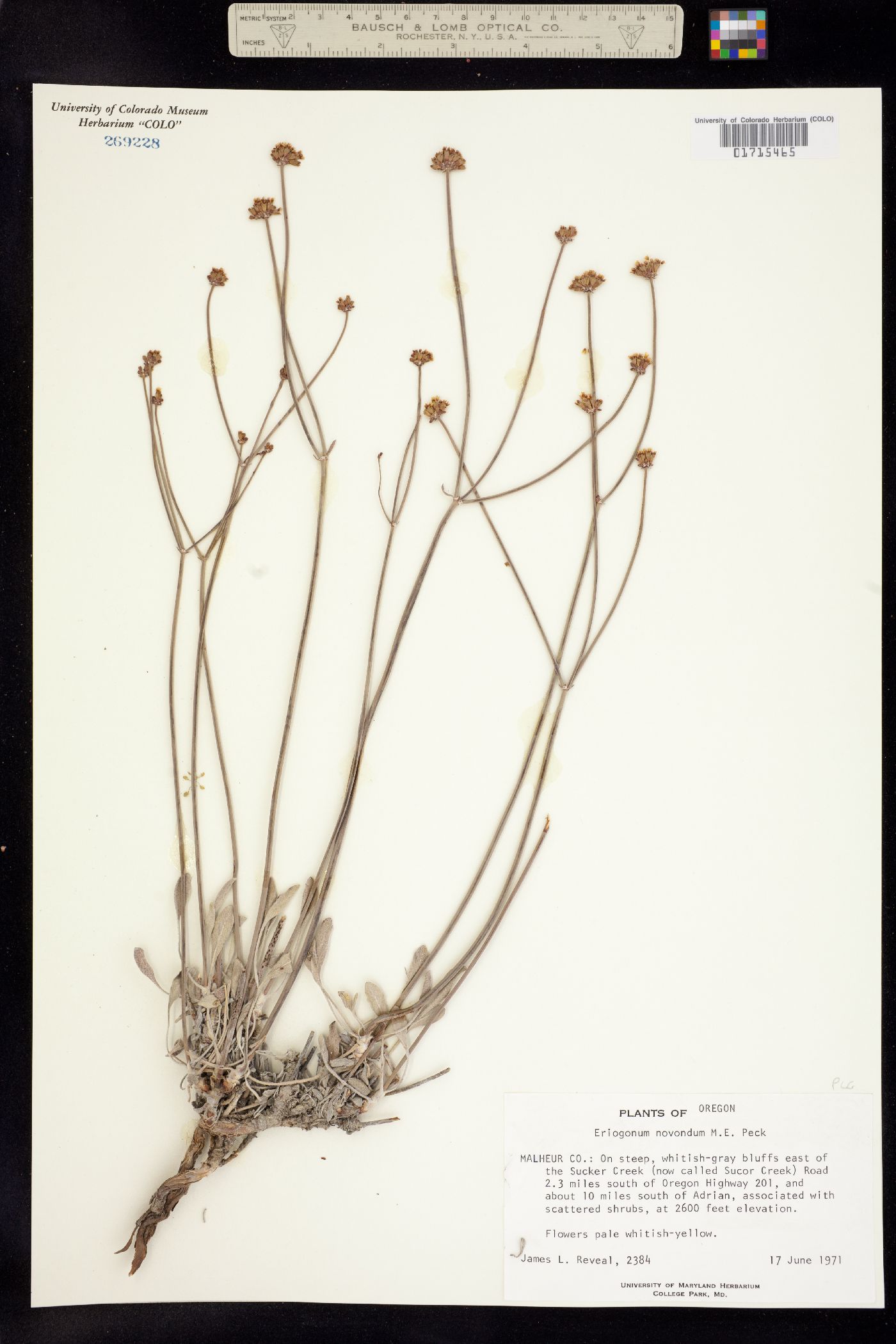 Eriogonum novonudum image