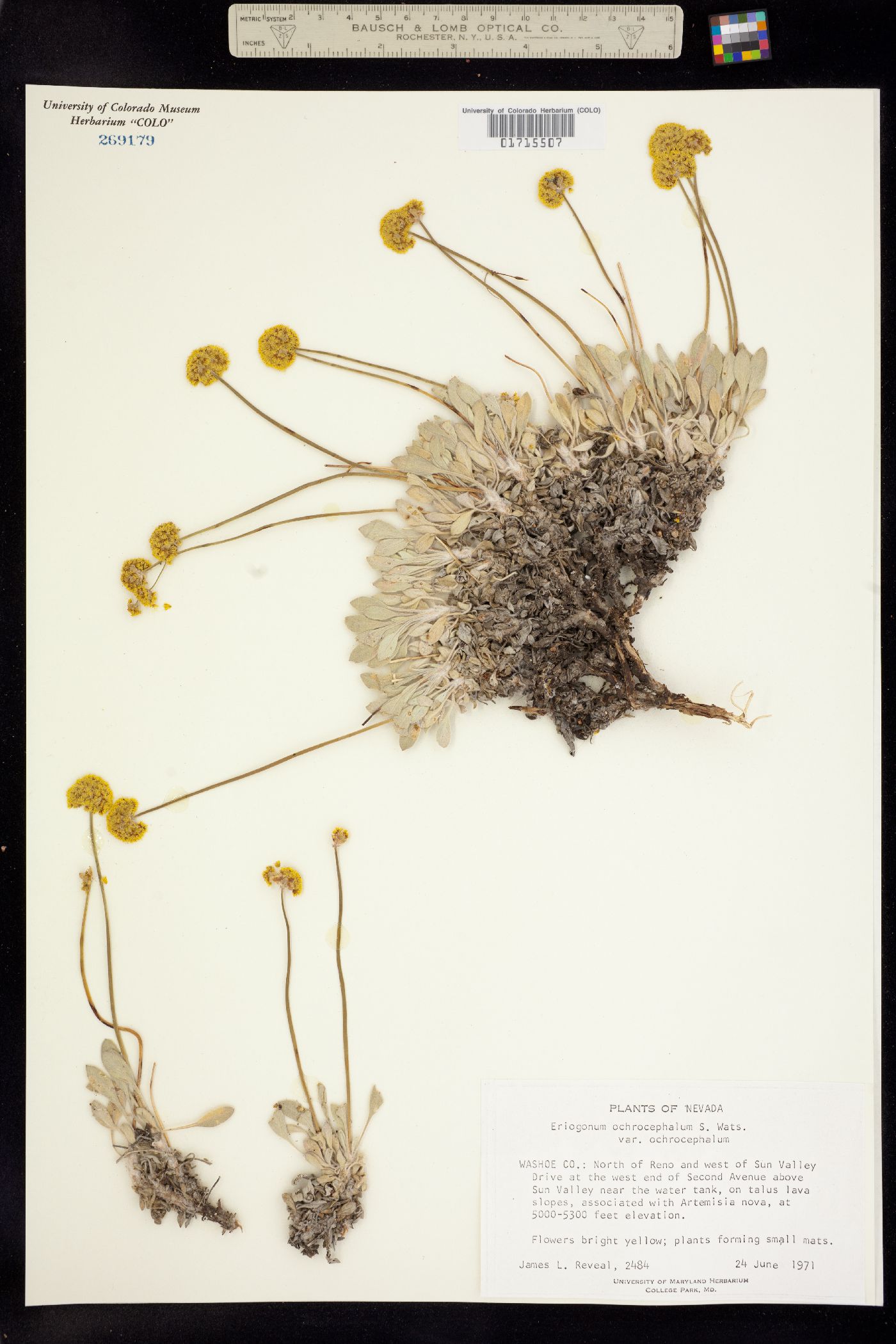 Eriogonum ochrocephalum image