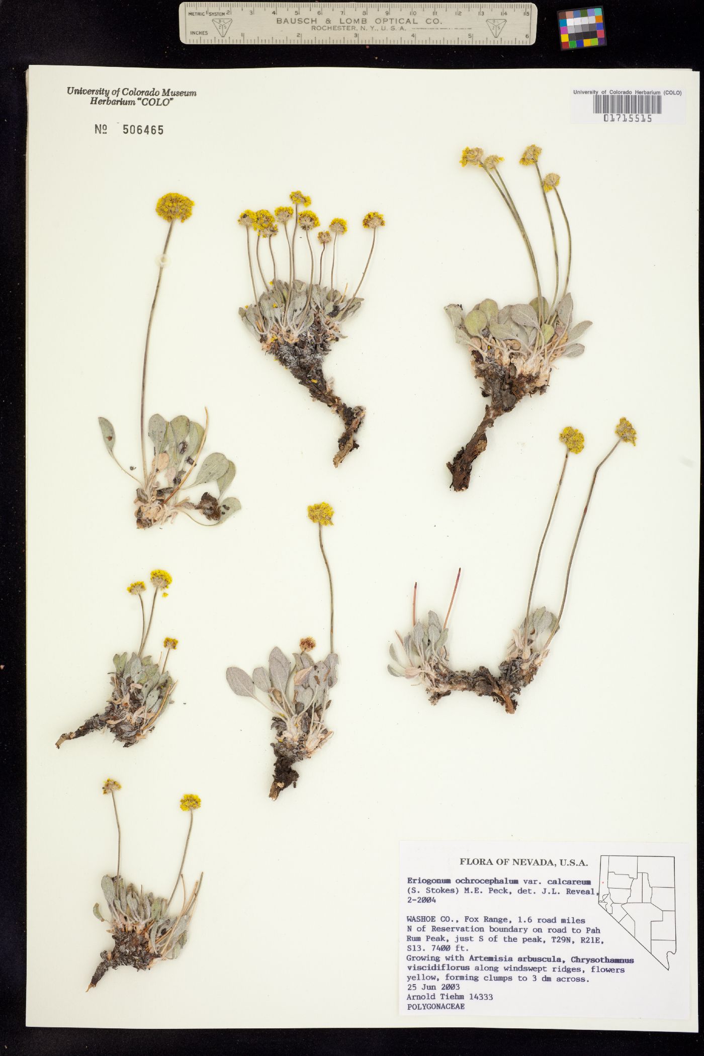 Eriogonum ochrocephalum image