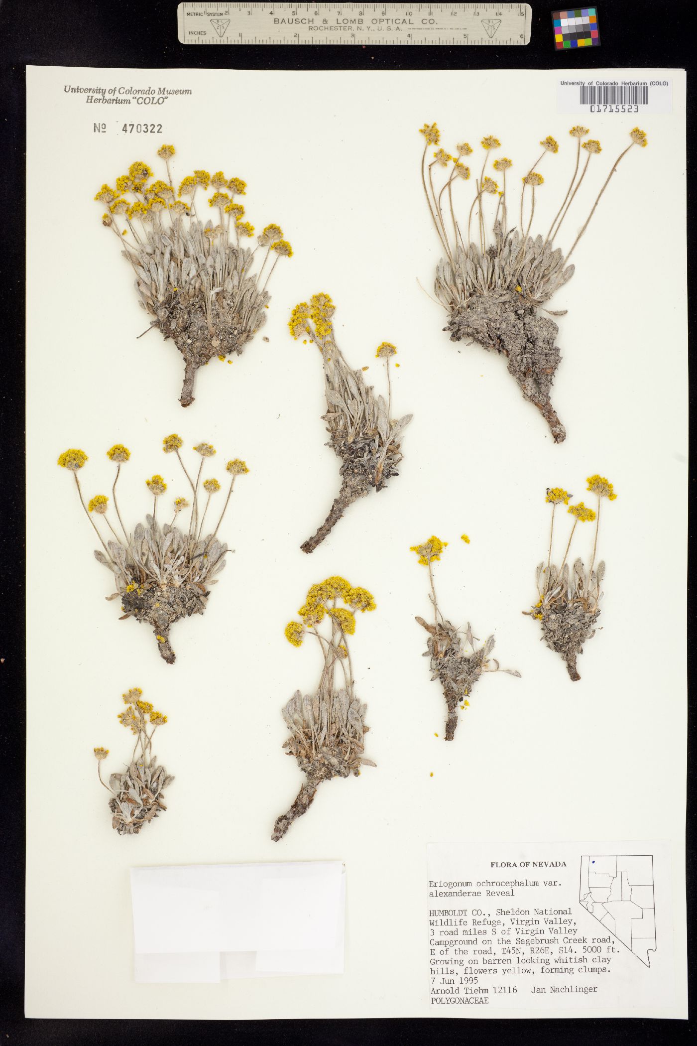 Eriogonum ochrocephalum image