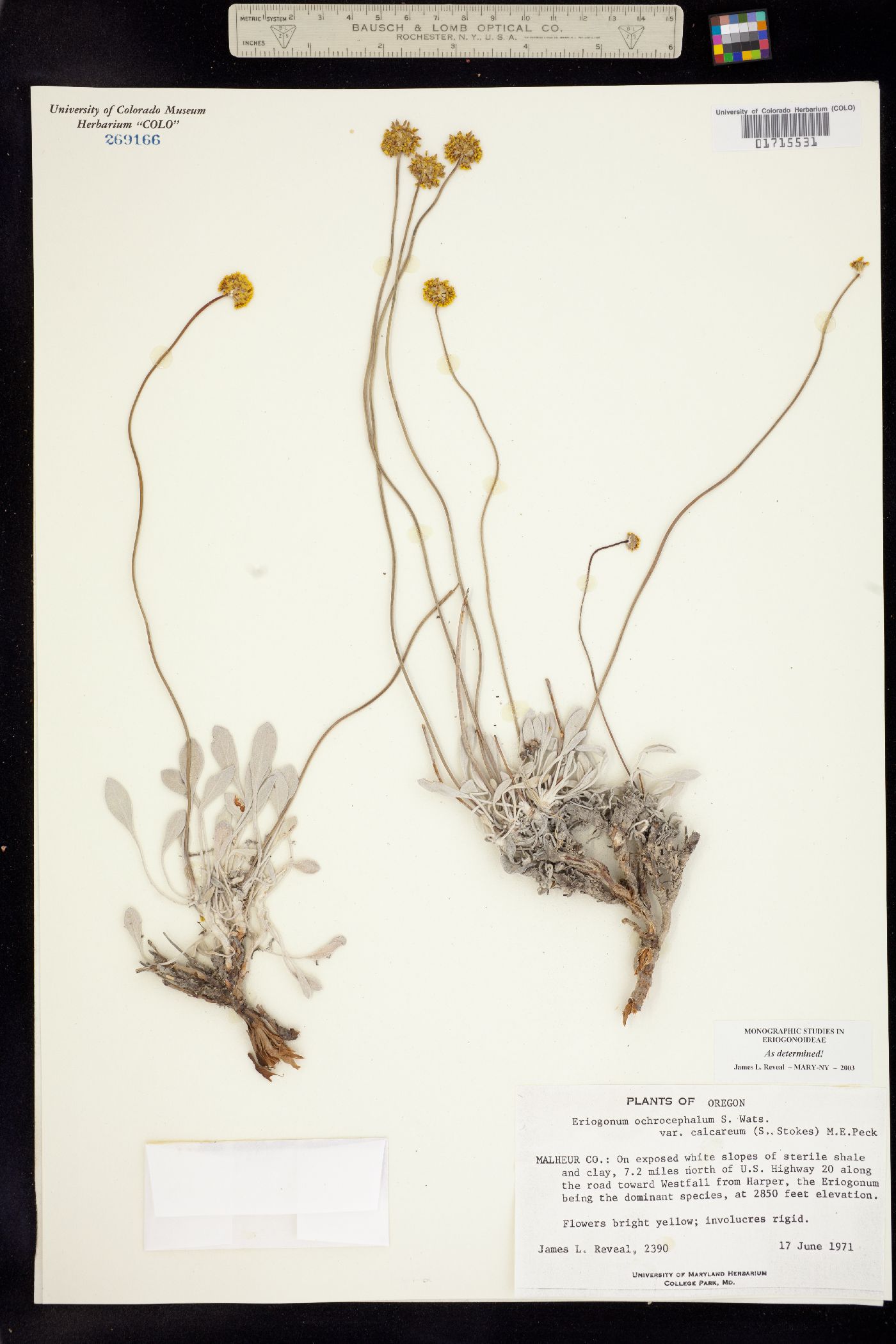 Eriogonum ochrocephalum image