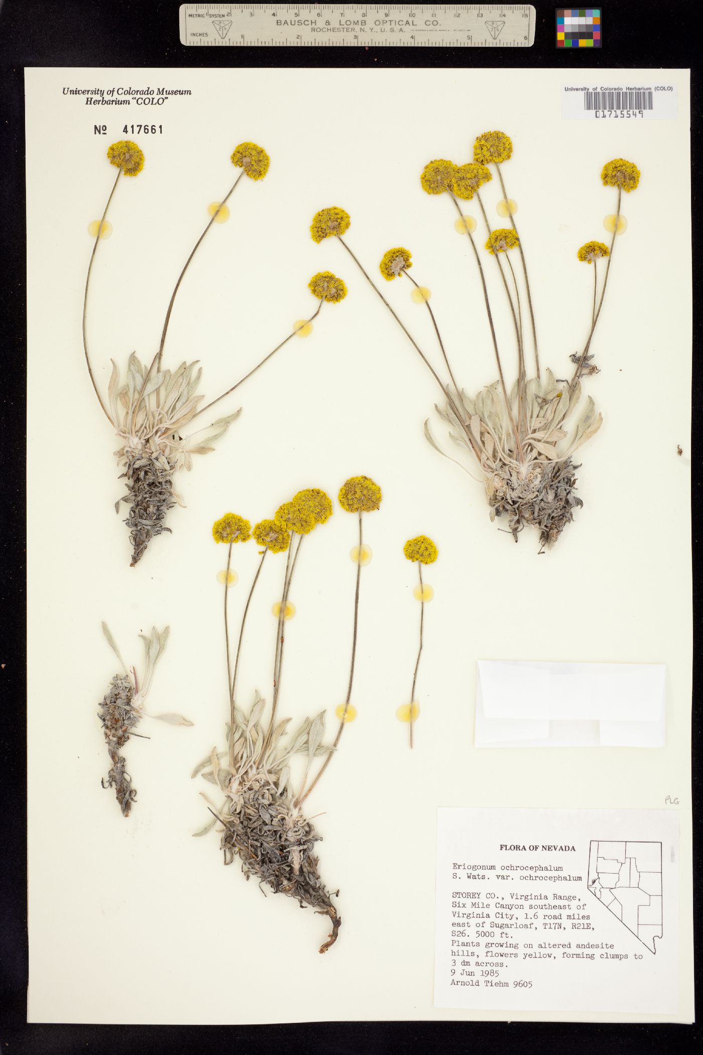 Eriogonum ochrocephalum image